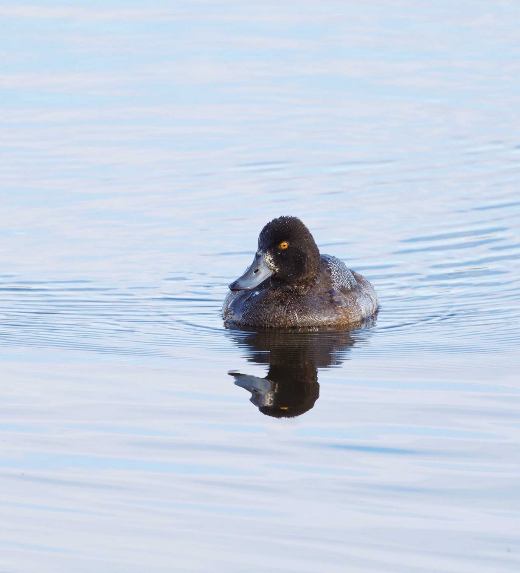 Lesser Scaup