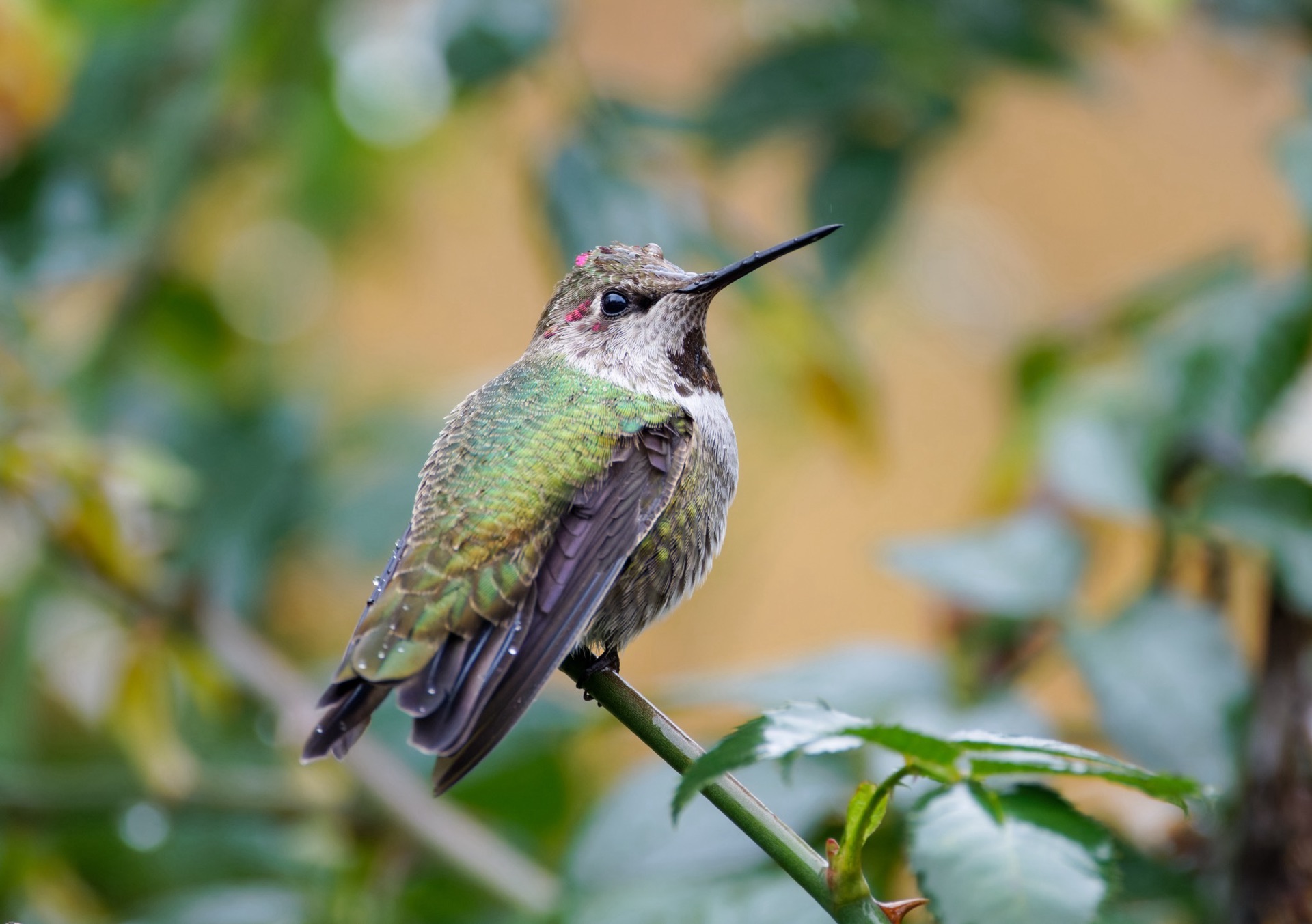 Anna's Hummingbird