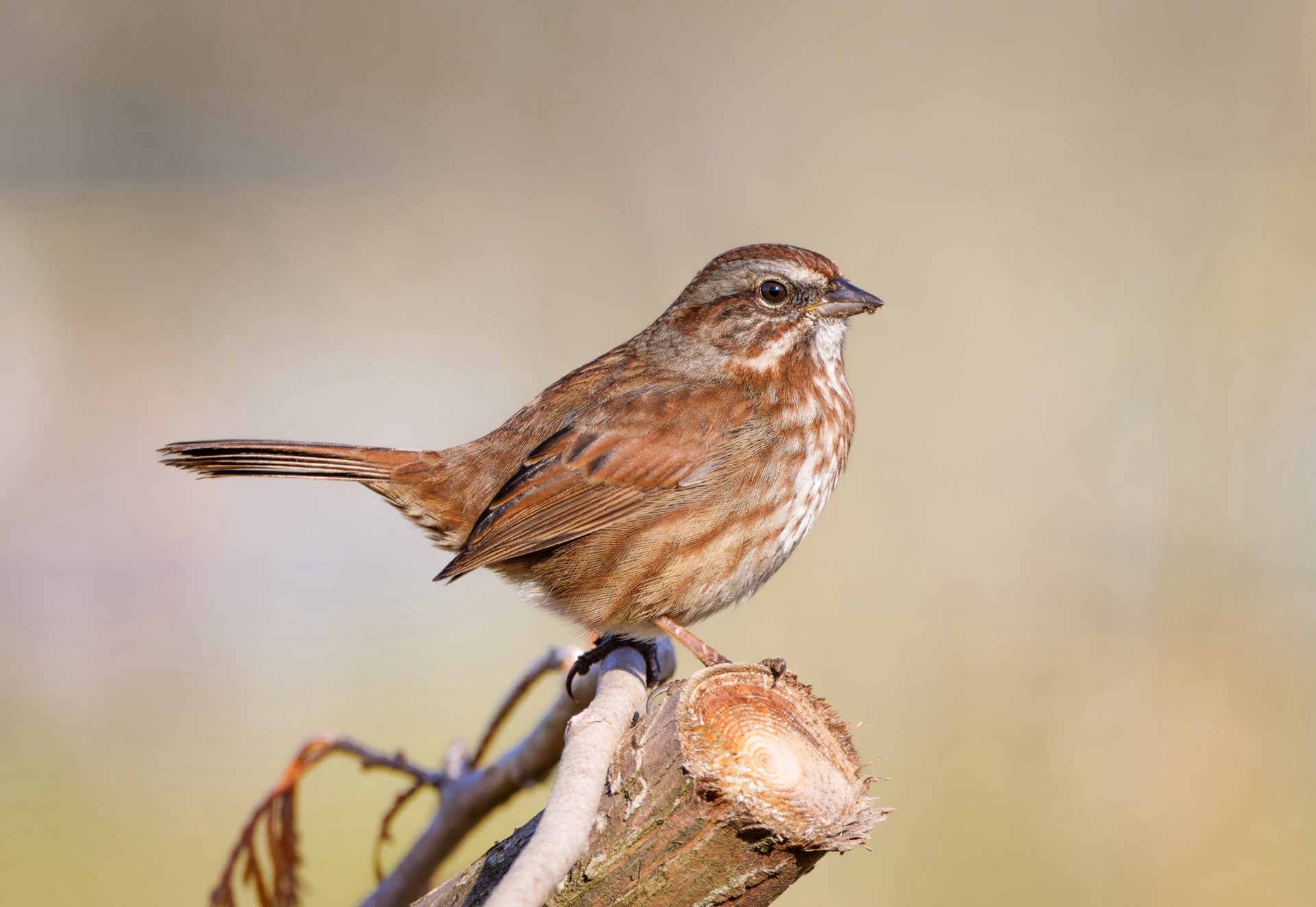 Song Sparrow