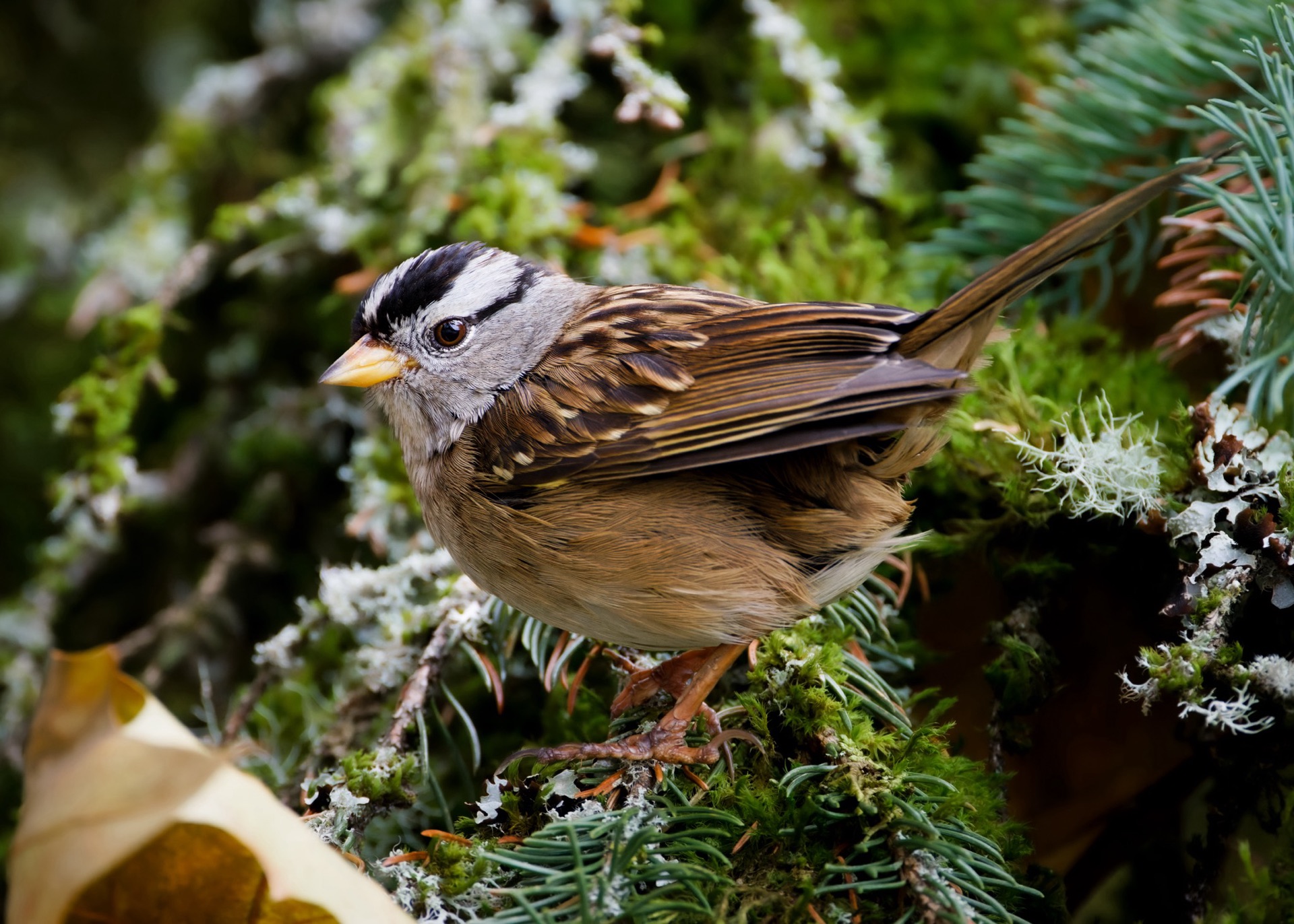 White-crowned Sparrow