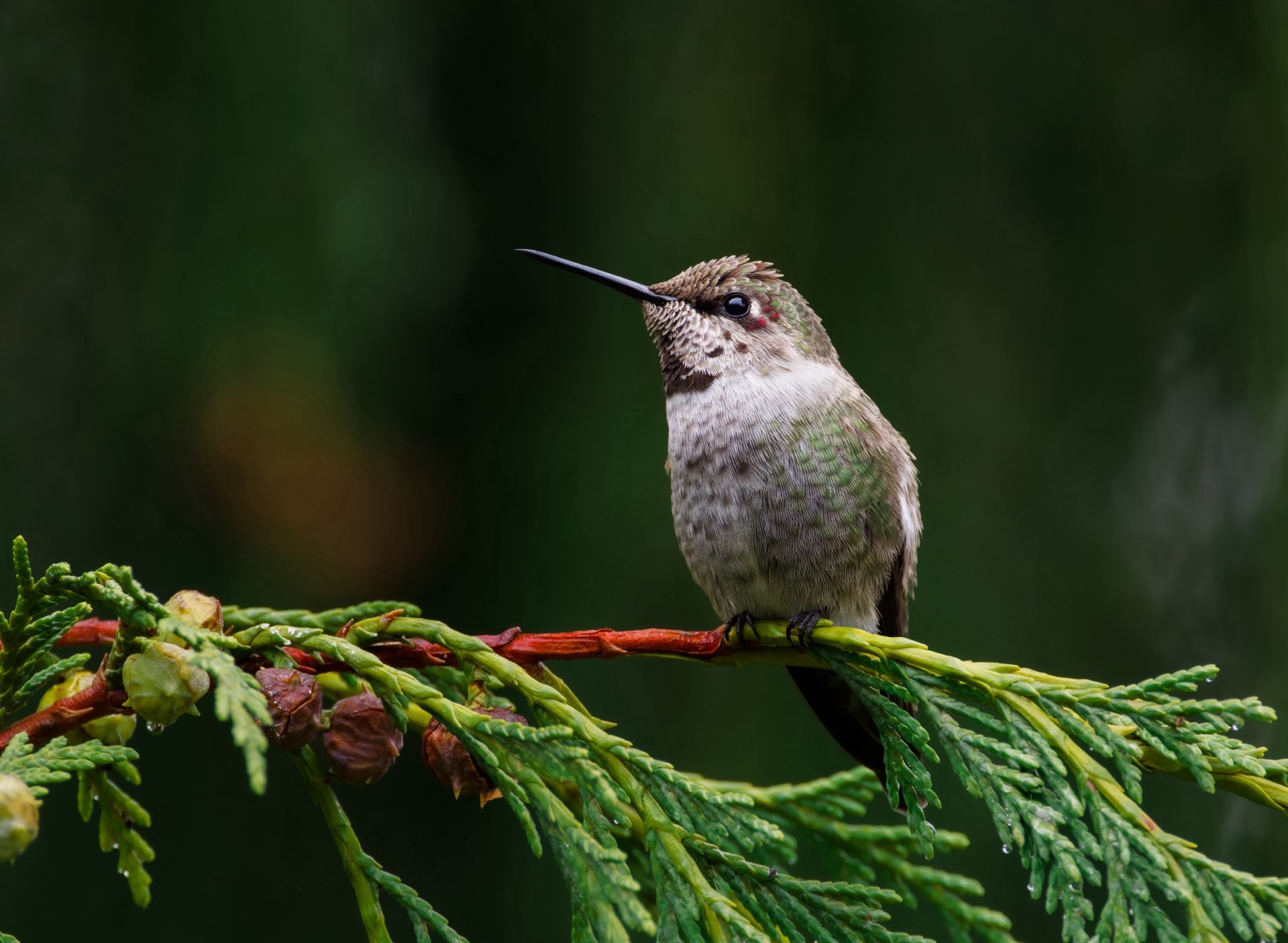 Anna's Hummingbird