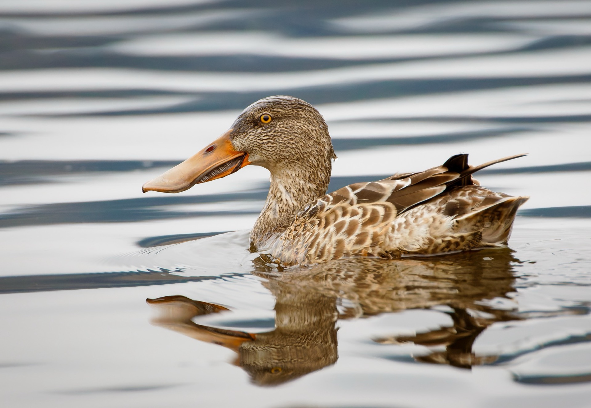 Northern Shoveler
