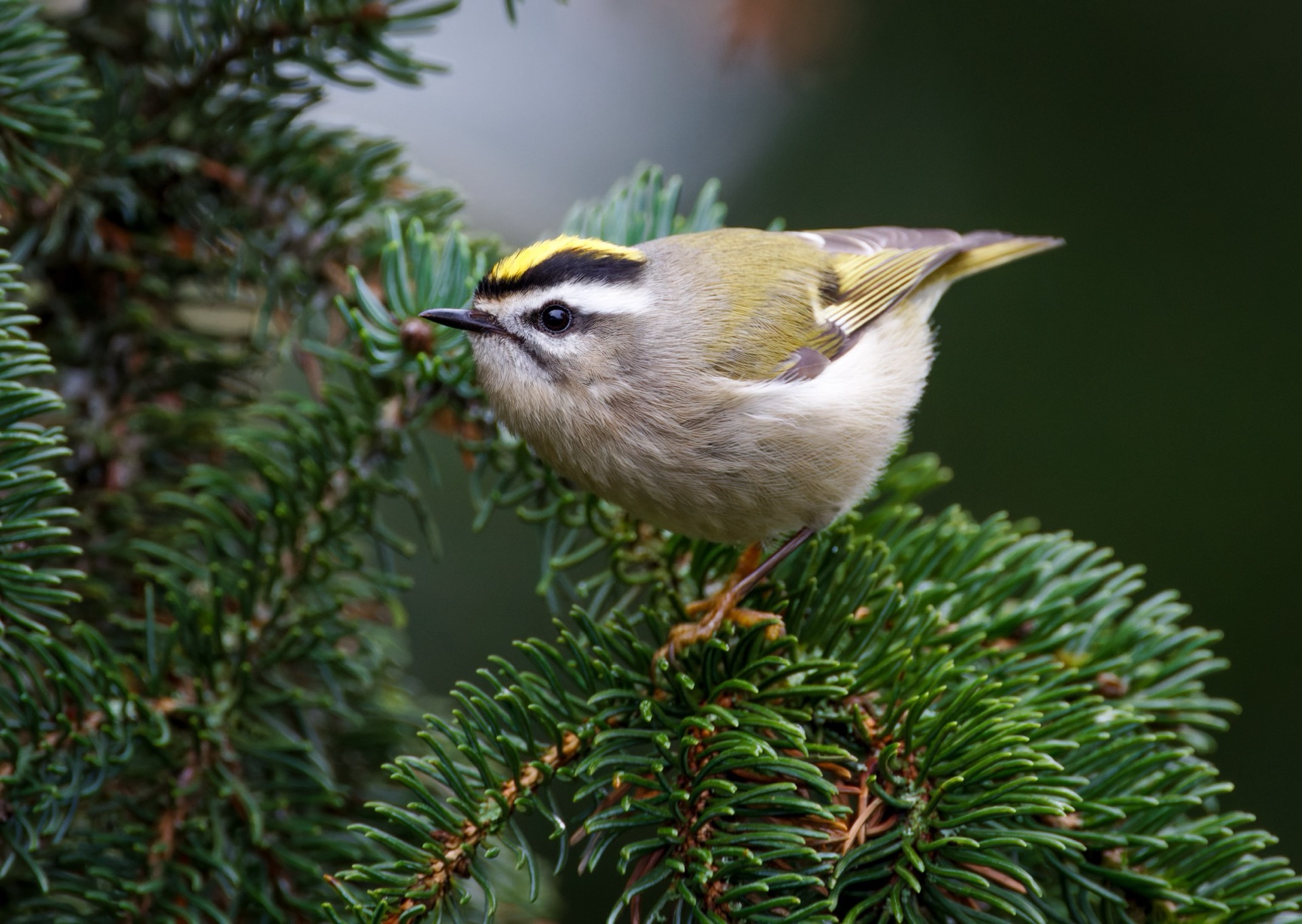 Golden-crowned Kinglet