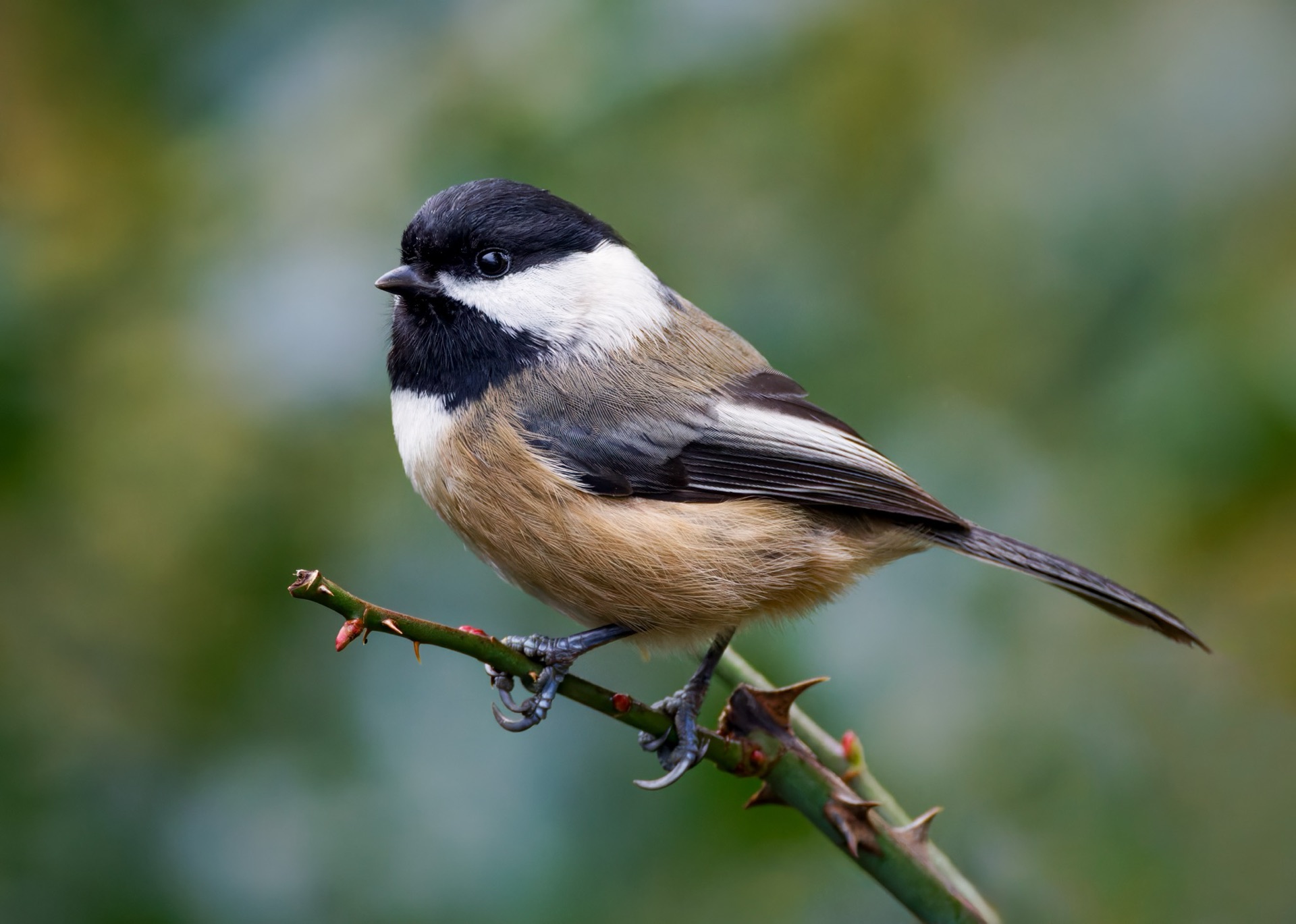 Black-capped Chickadee