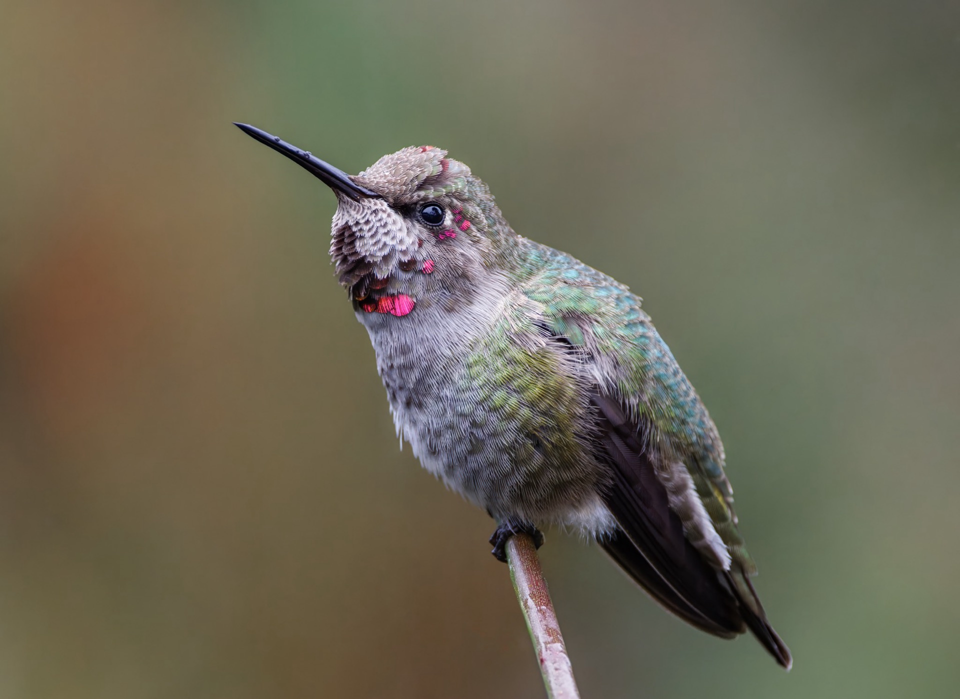Anna's Hummingbird