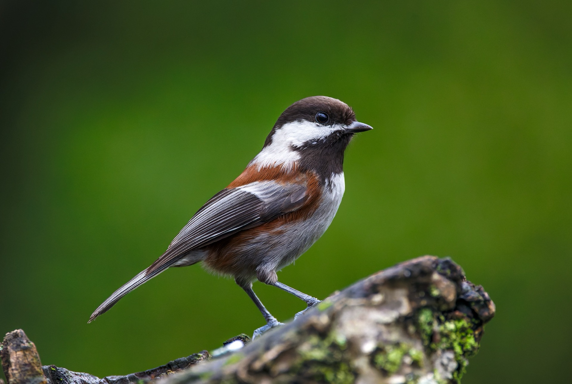 Chestnut-backed Chickadee