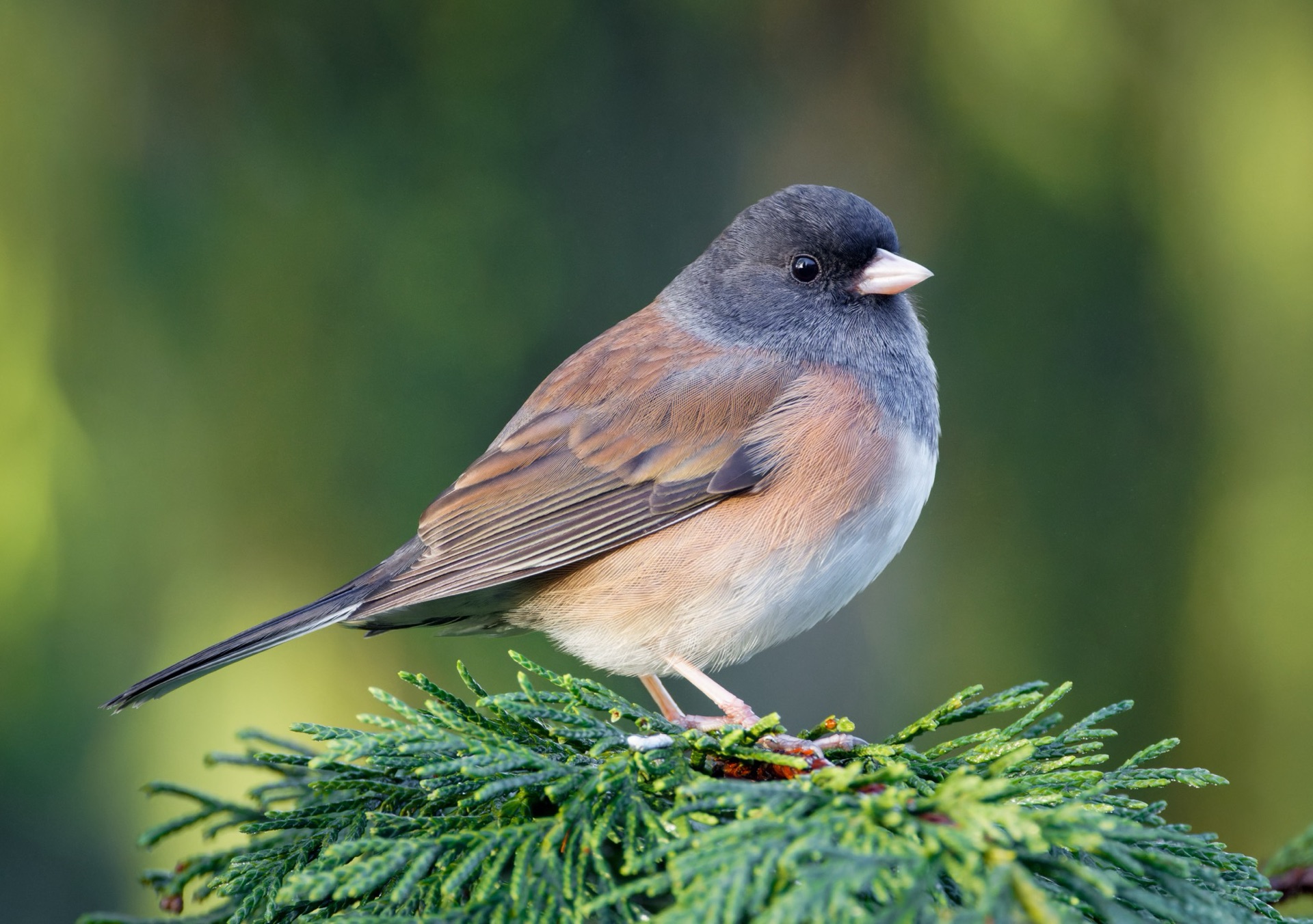 Dark-eyed Junco