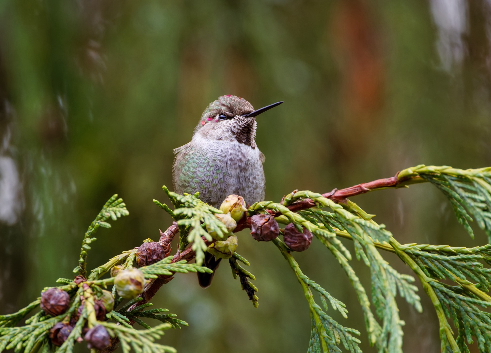 Anna's Hummingbird