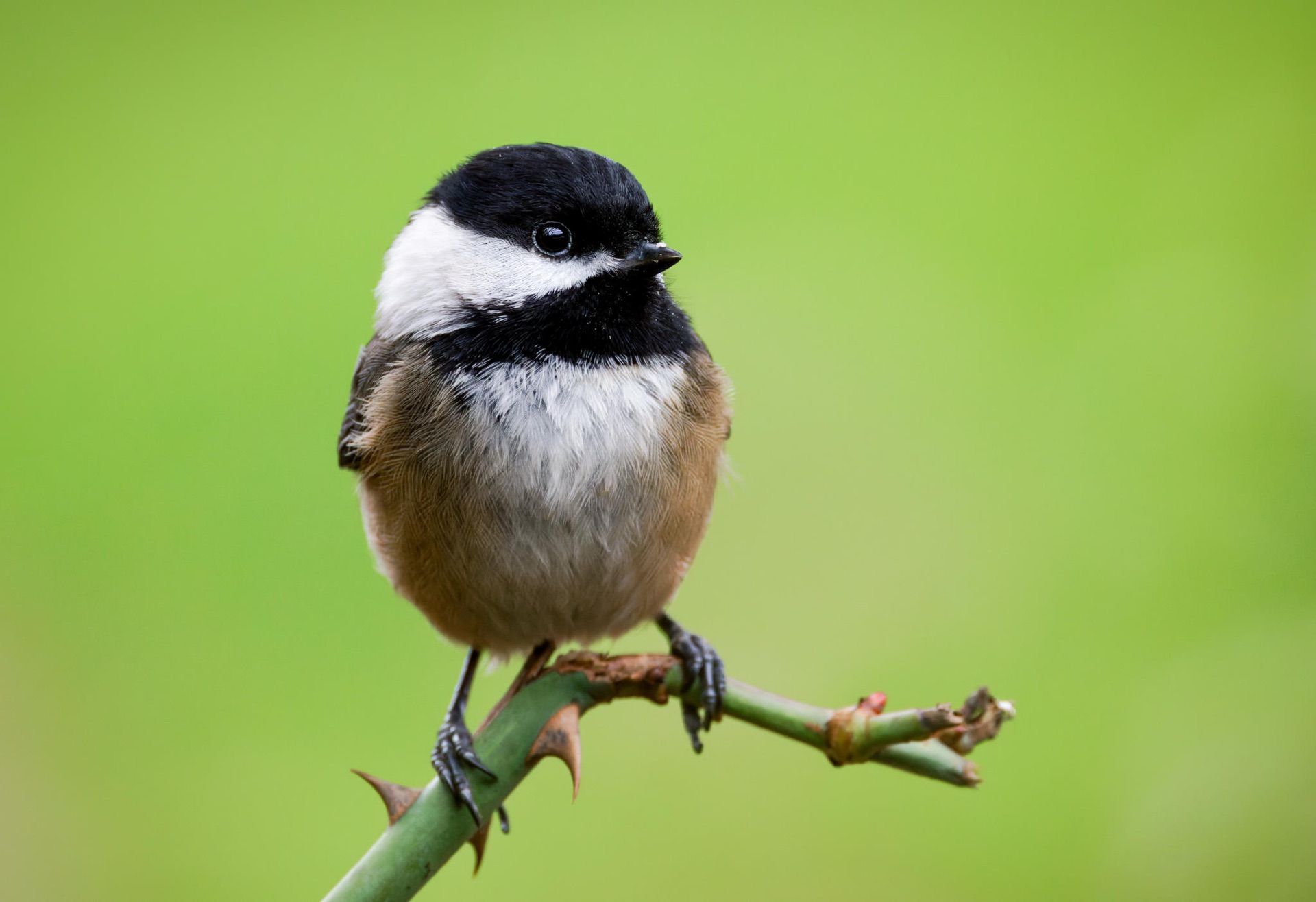 Black-capped Chickadee