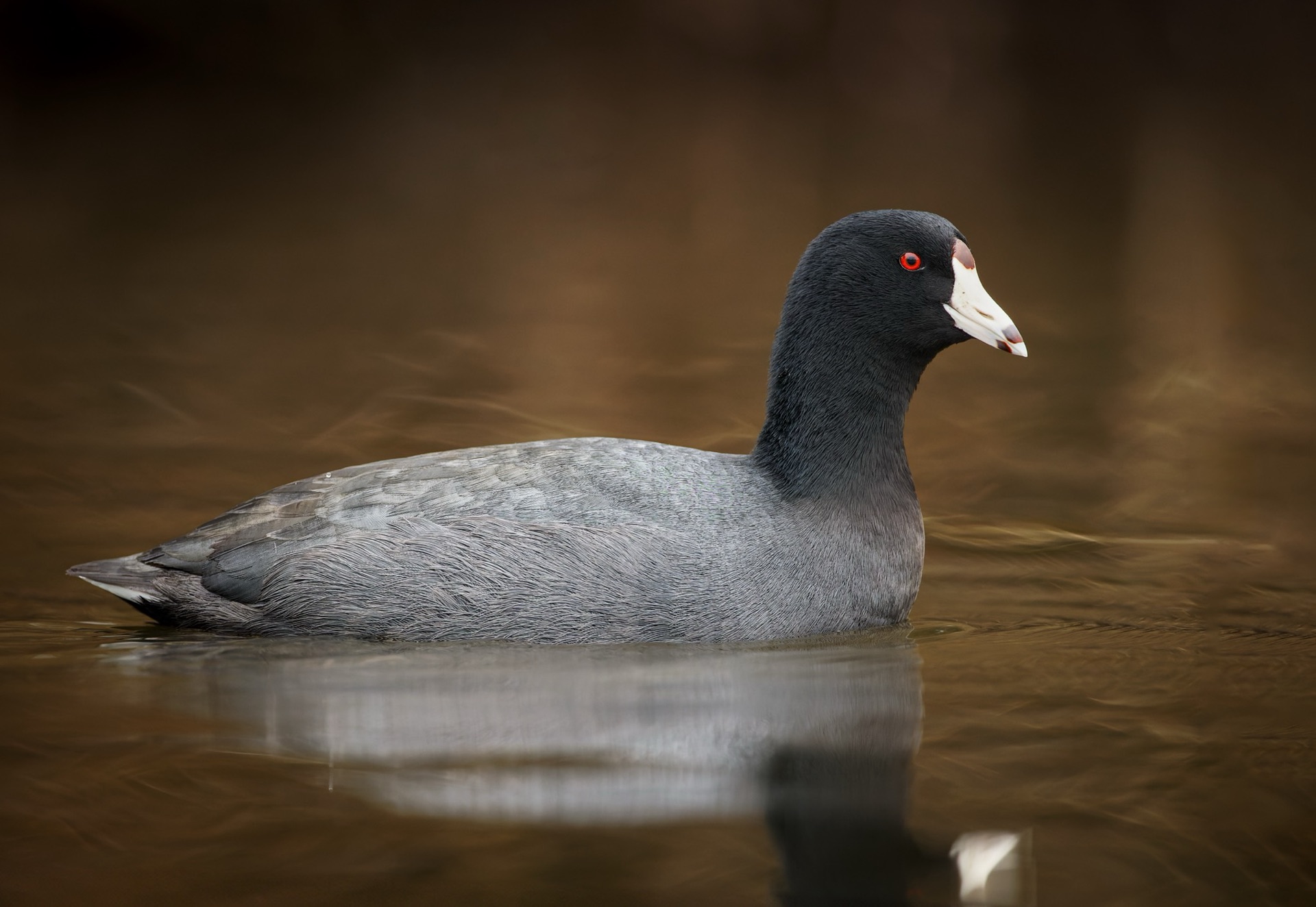 American Coot