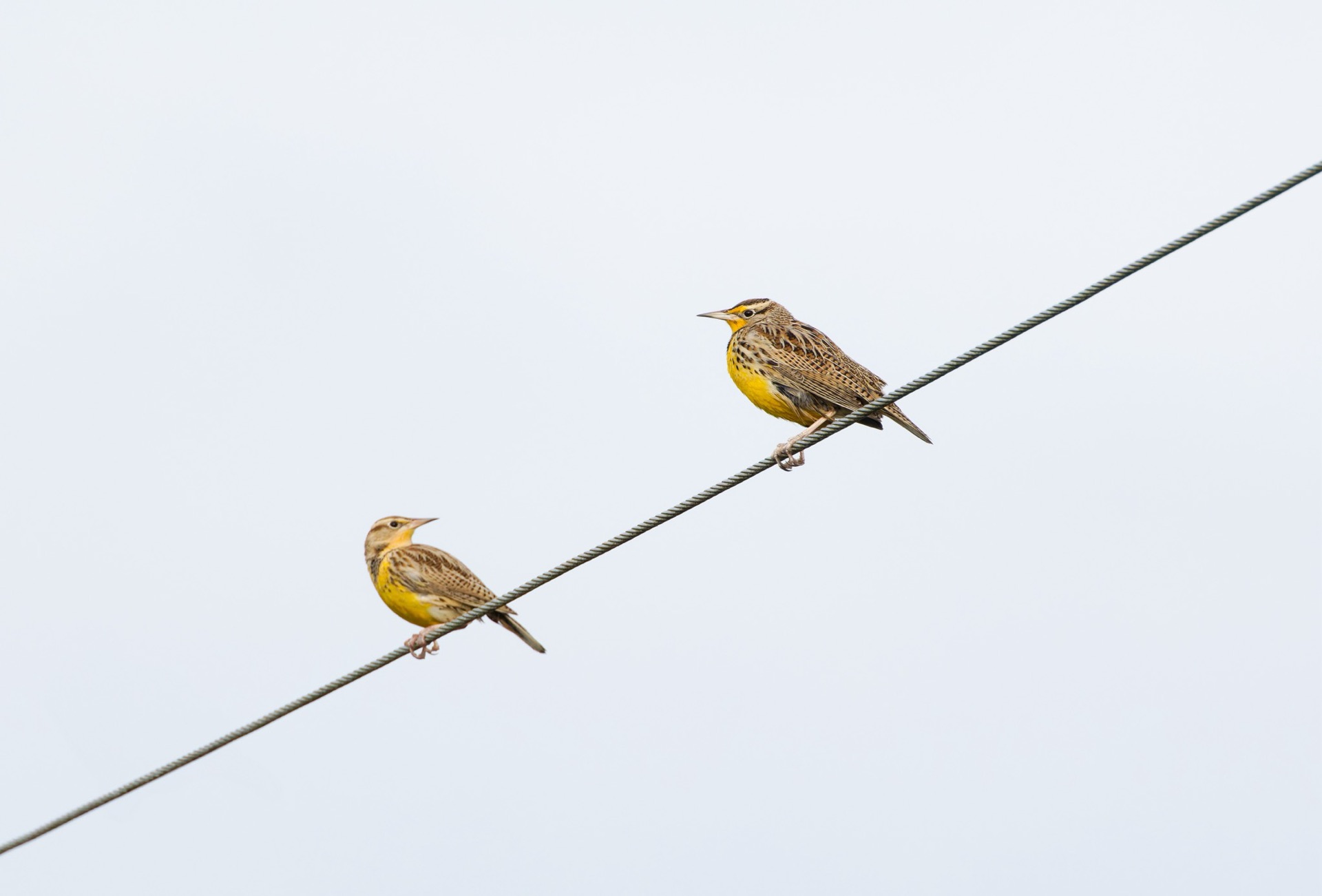 Western Meadowlarks