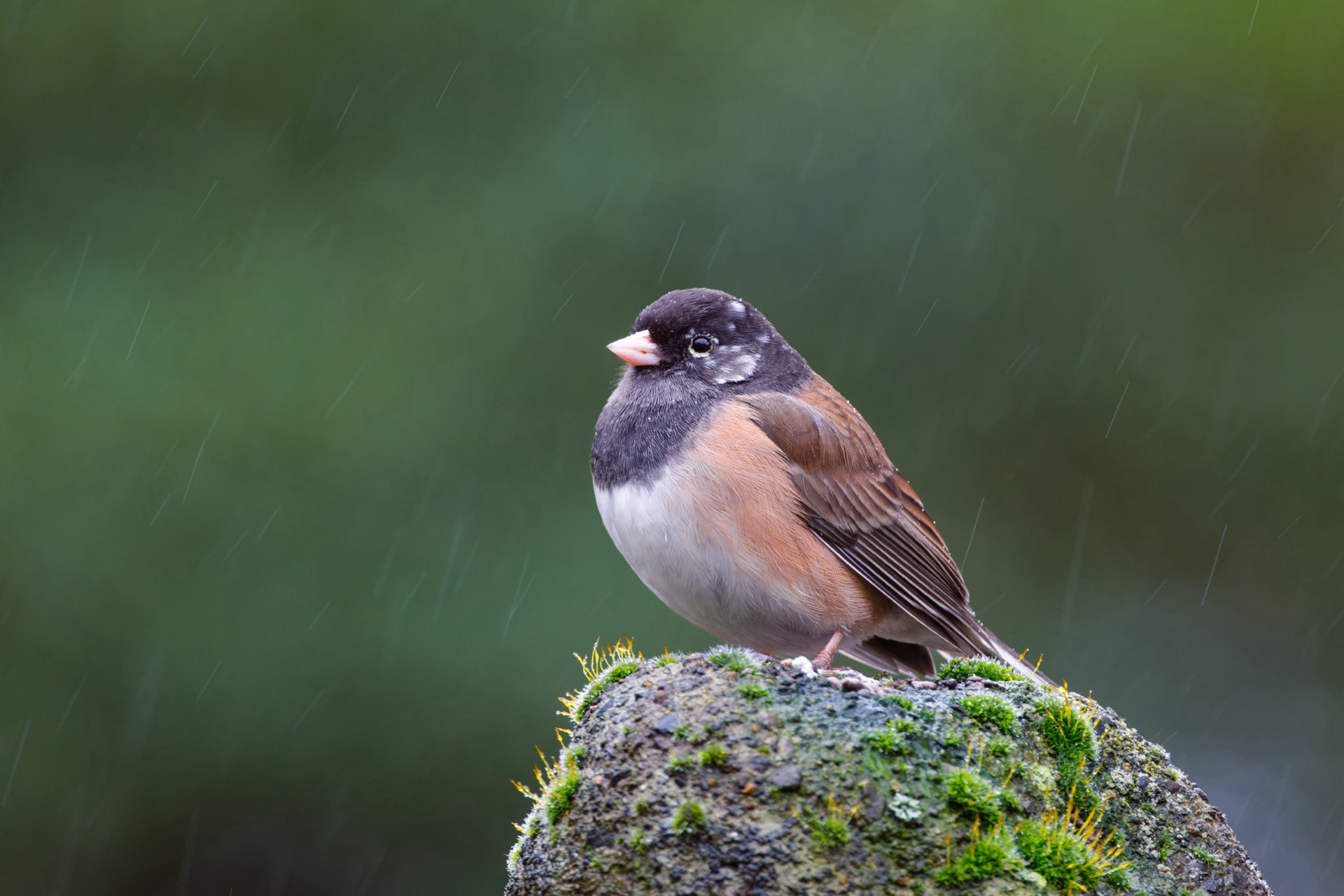 Dark-eyed Junco