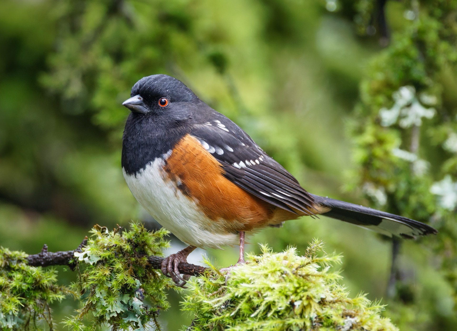 Spotted Towhee