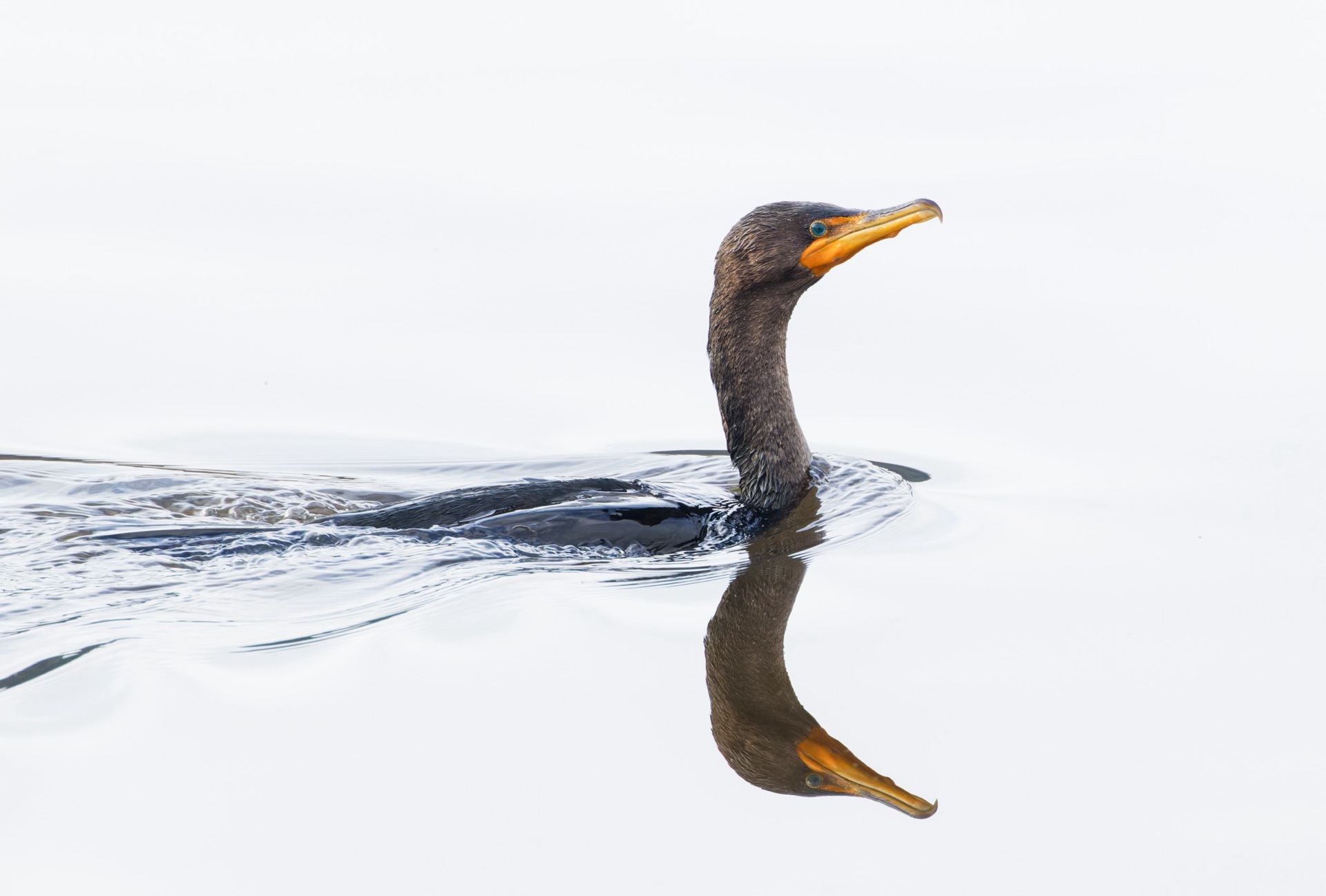 Double-crested Cormorant