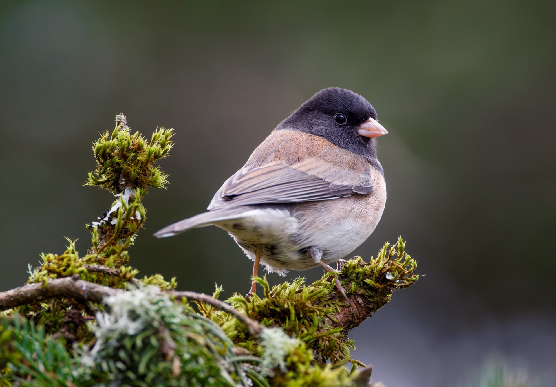 Dark-eyed Junco