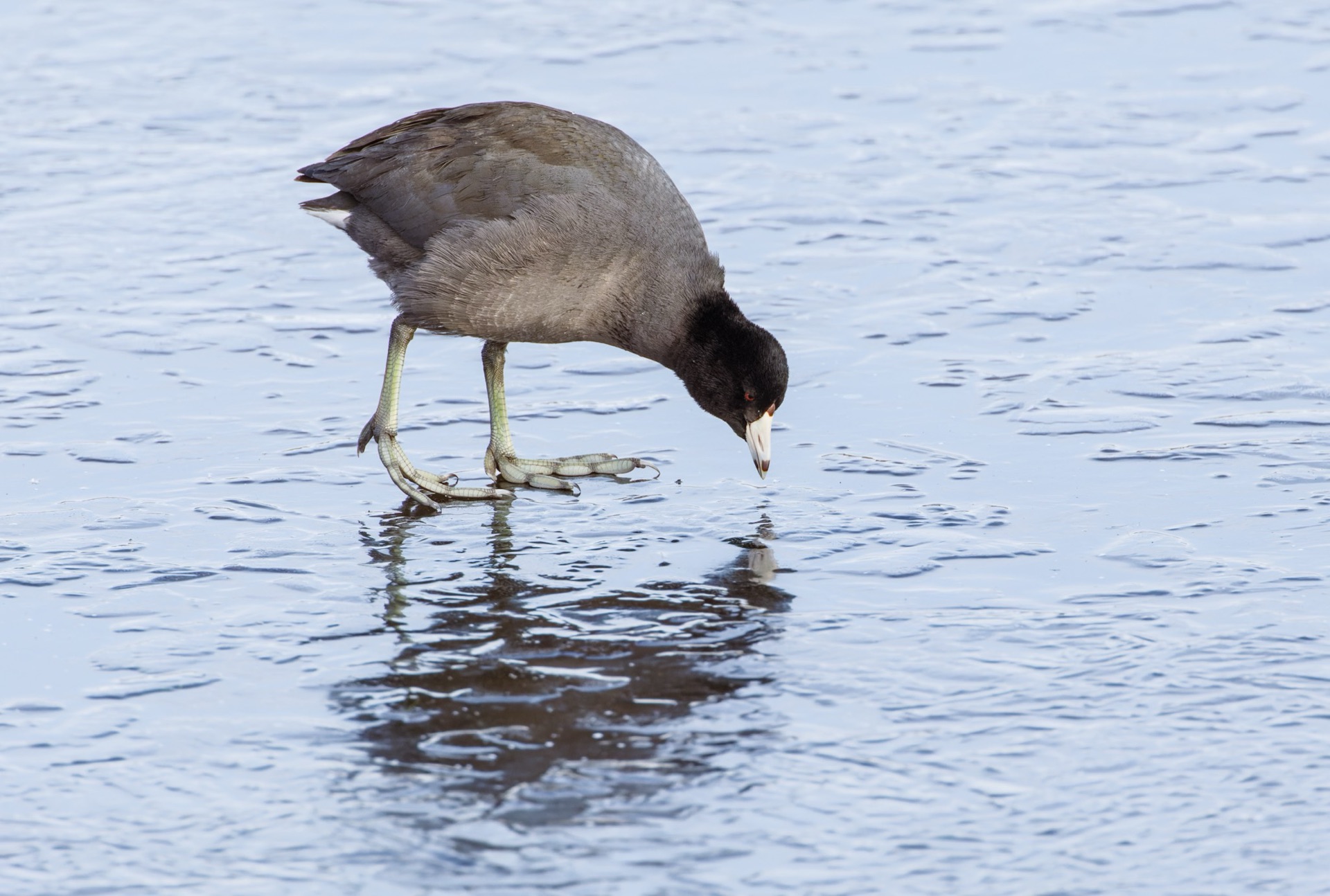 American Coot