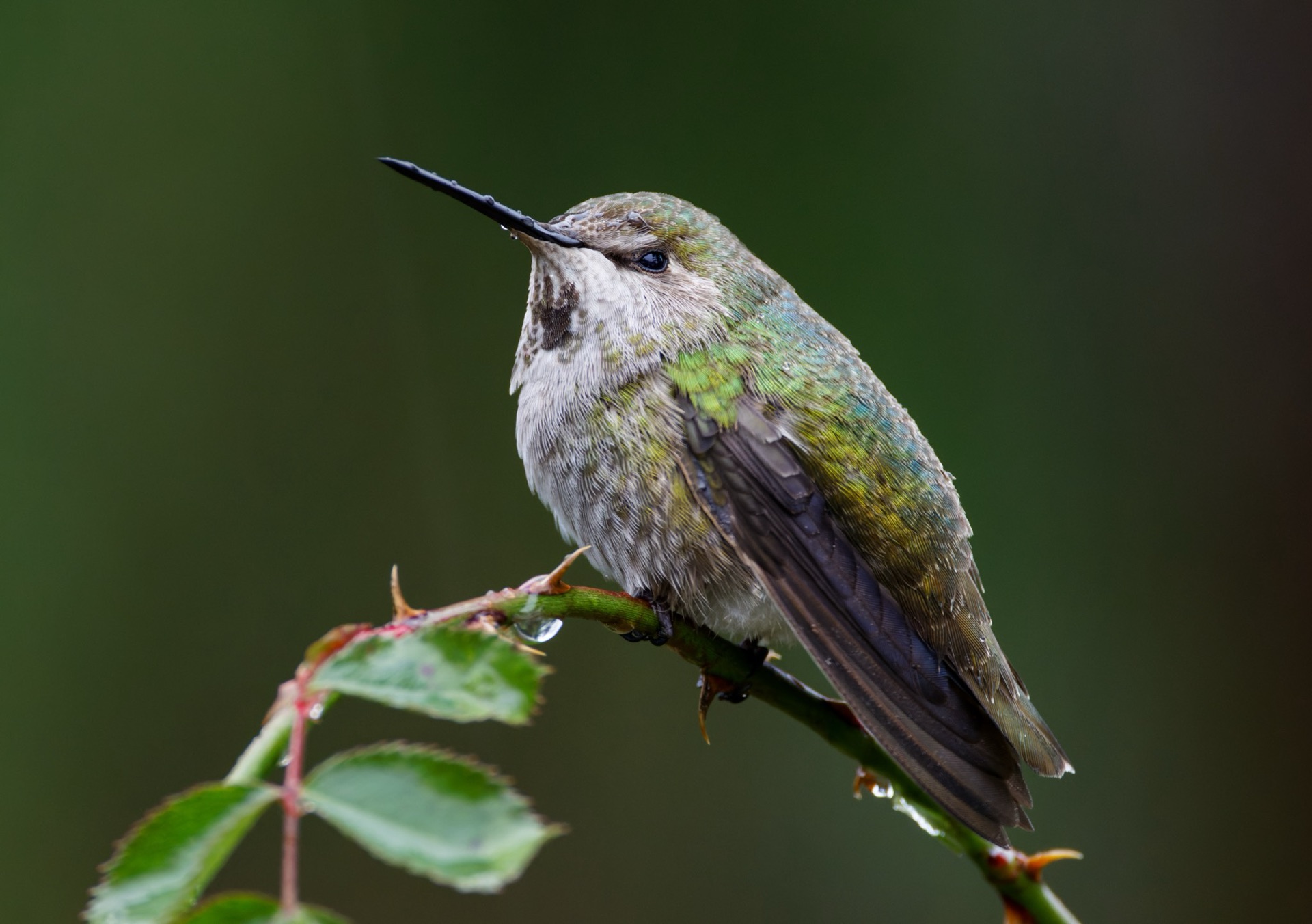 Anna's Hummingbird