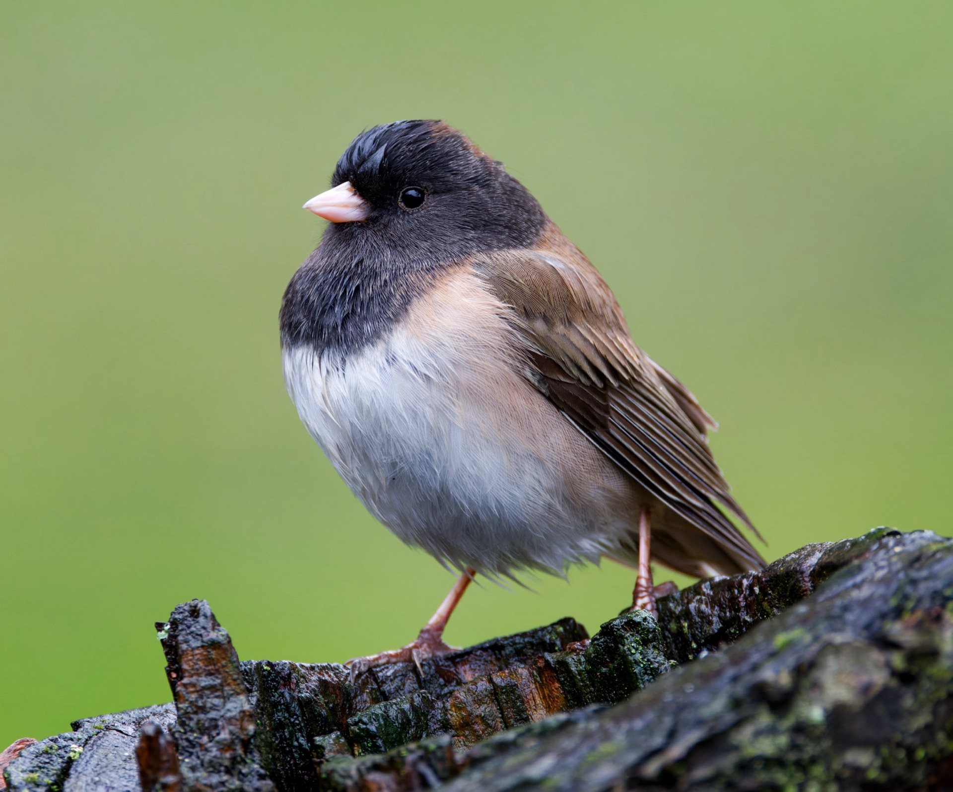 Dark-eyed Junco