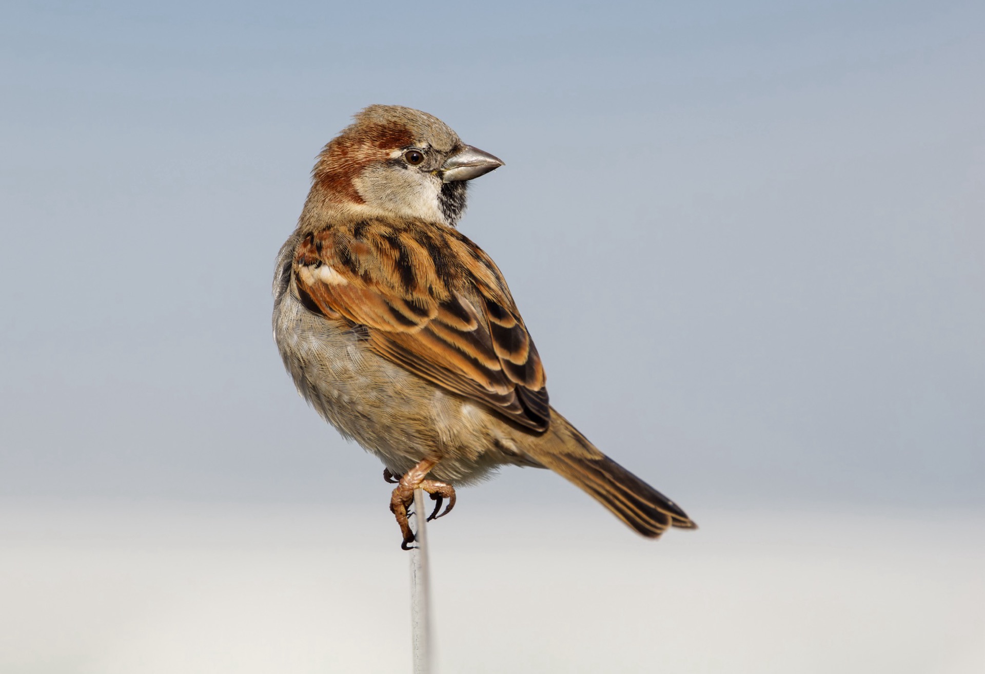 House Sparrow