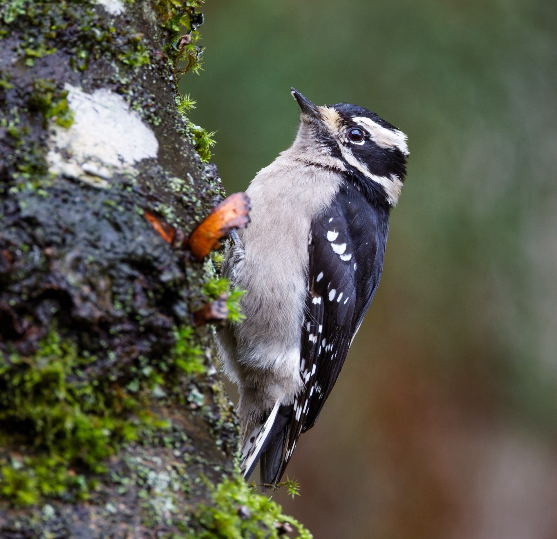 Downy Woodpecker