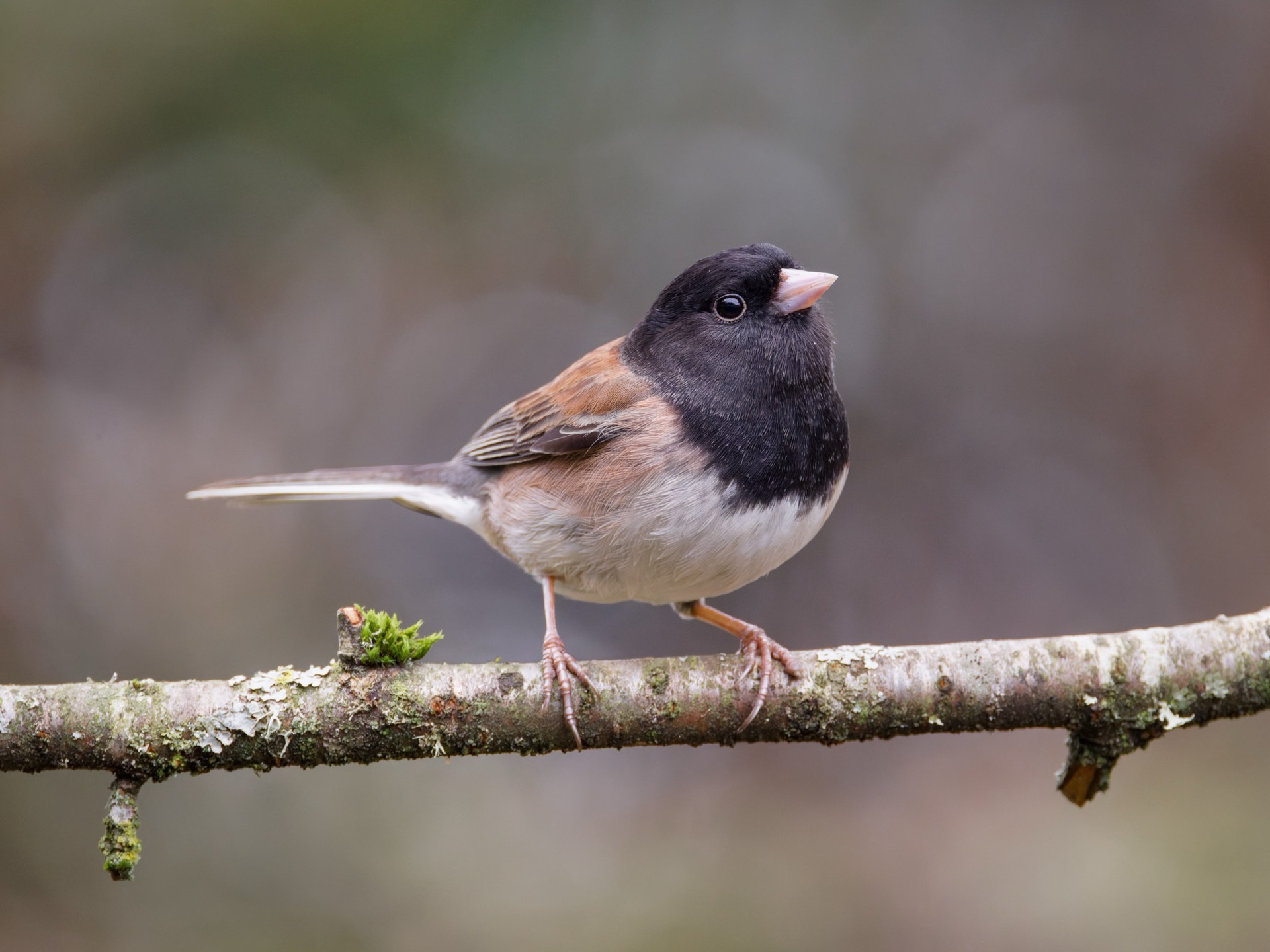 Dark-eyed Junco