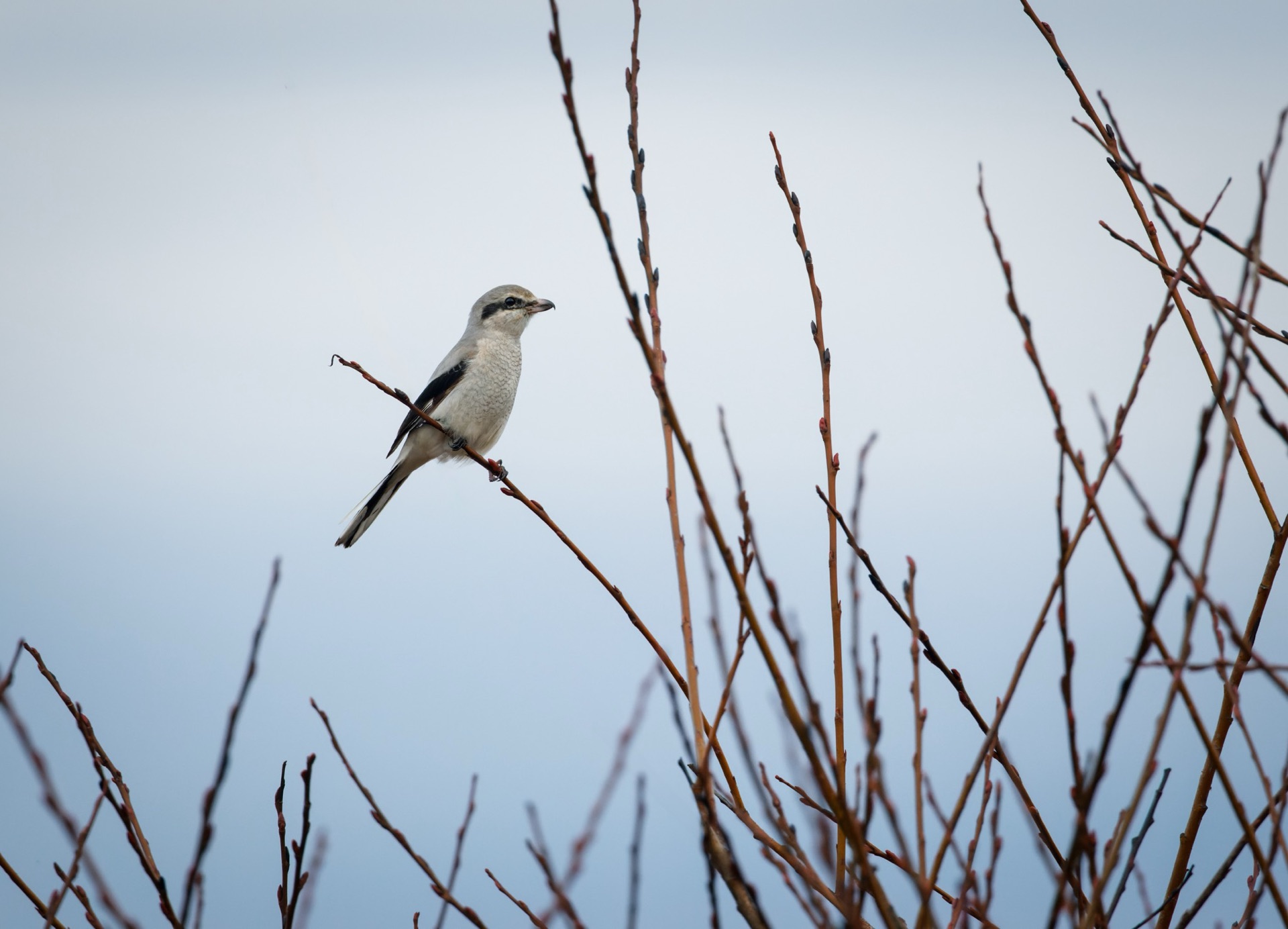 Northern Shrike