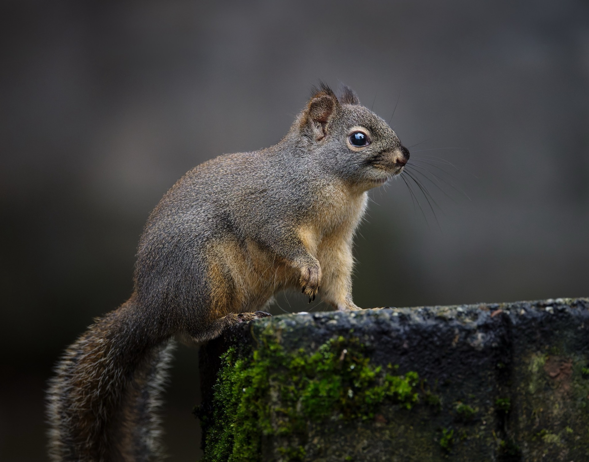 Douglas Squirrel