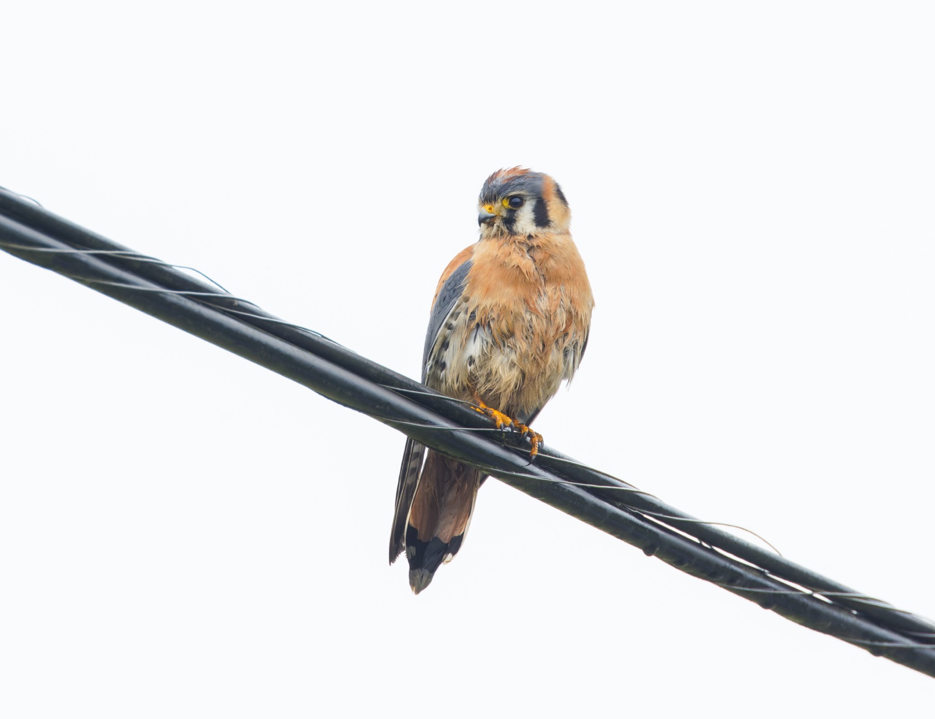 American Kestrel
