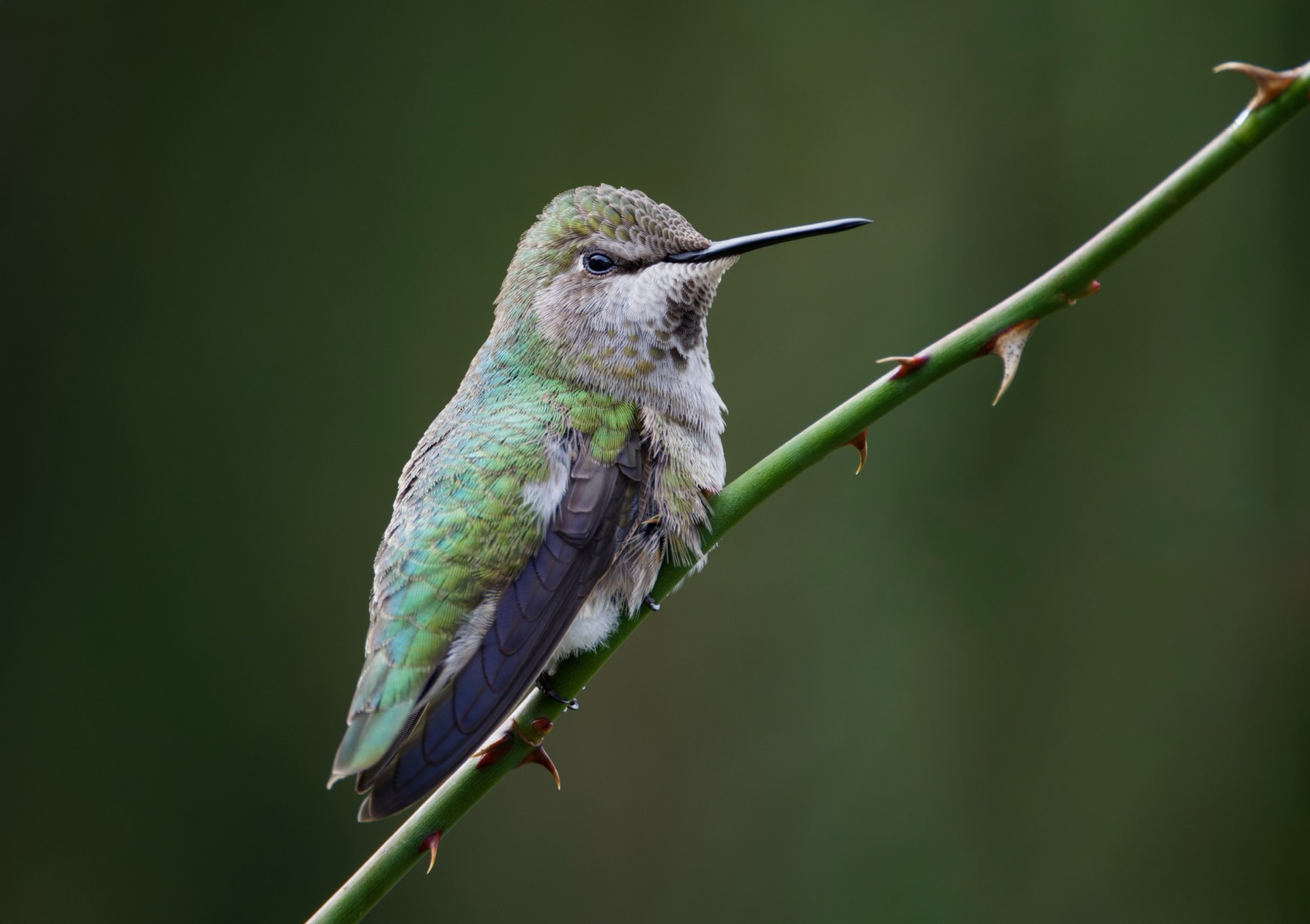 Anna's Hummingbird