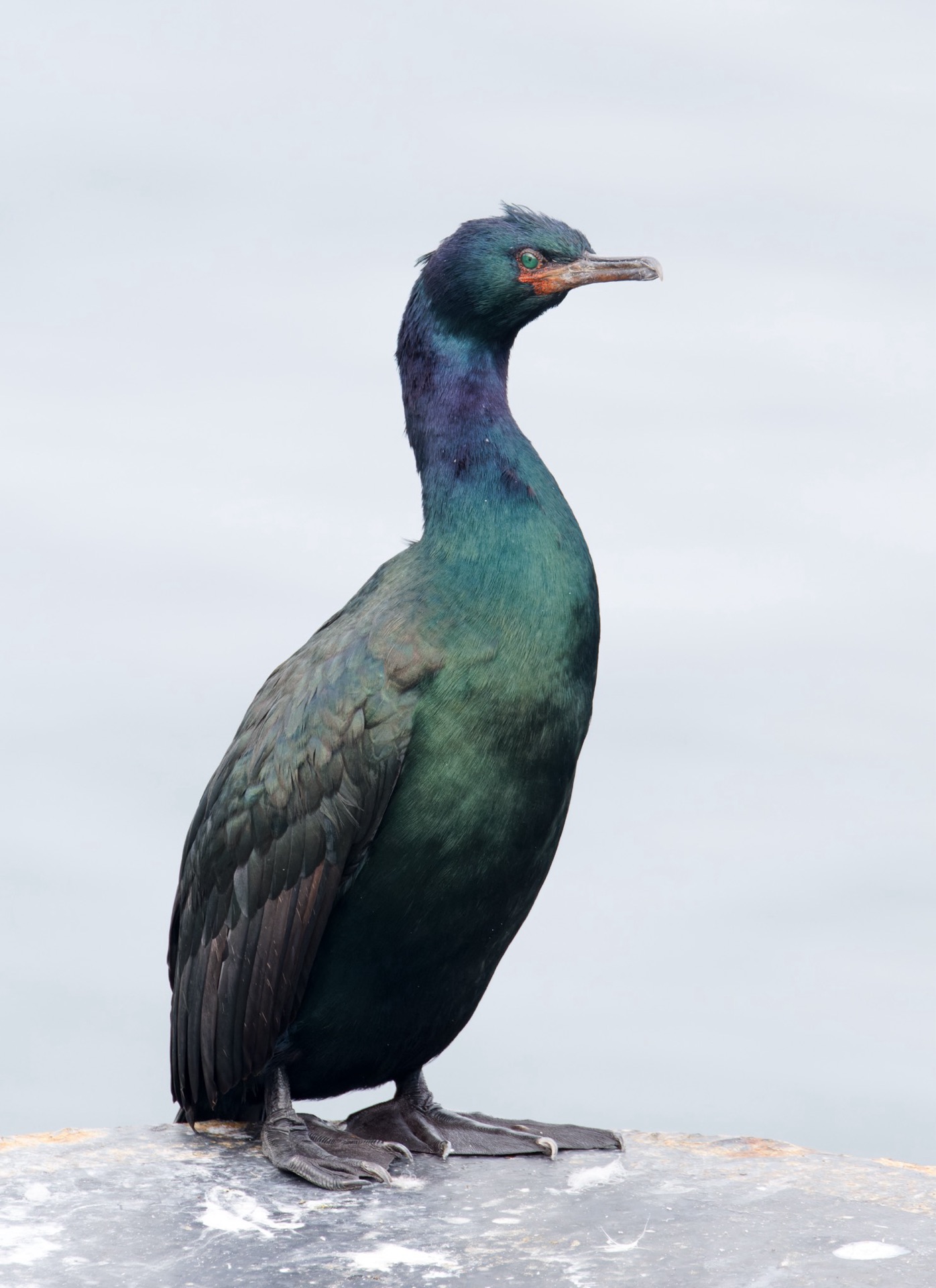 Pelagic Cormorant