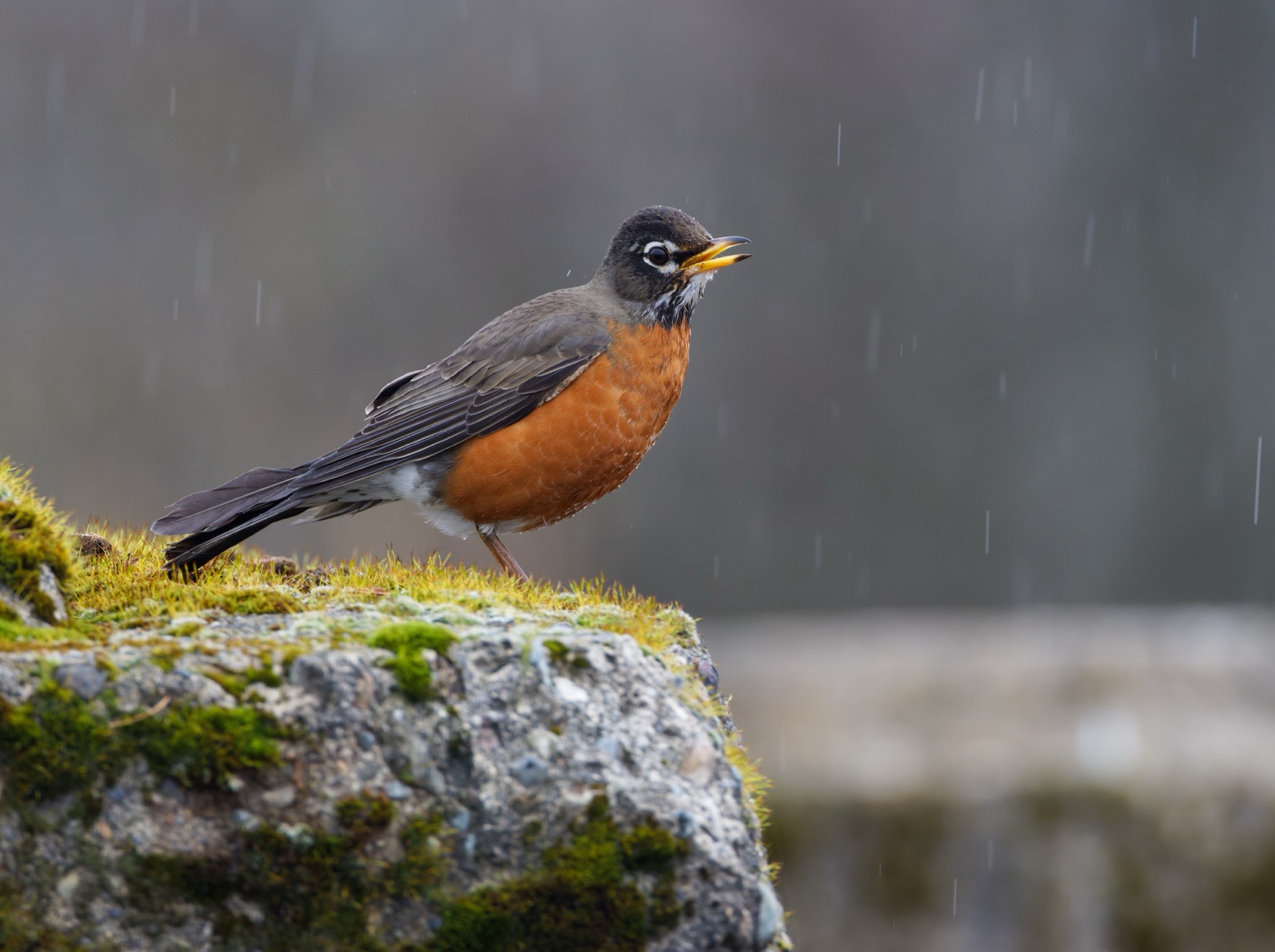 American Robin