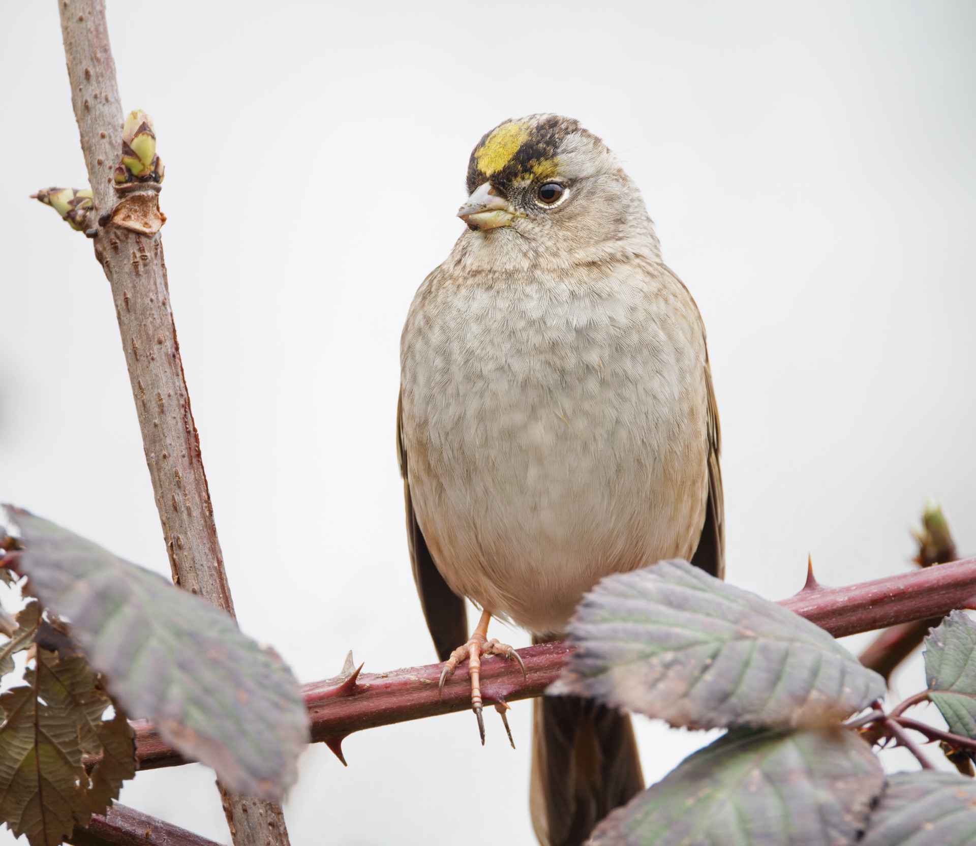 Golden-crowned Sparrow