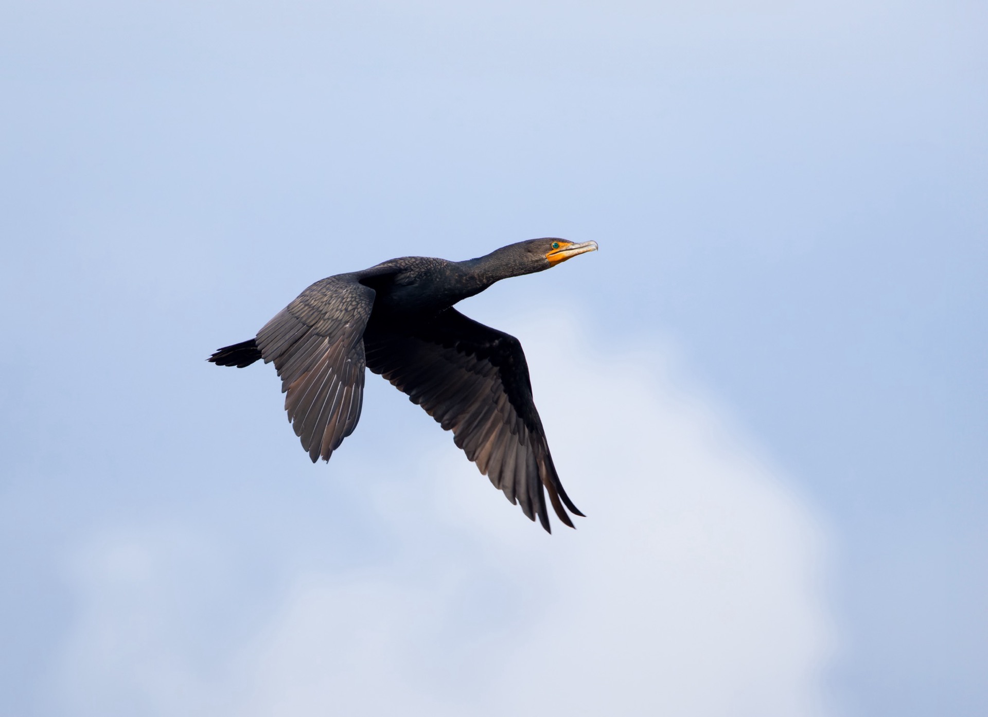 Double-crested Cormorant
