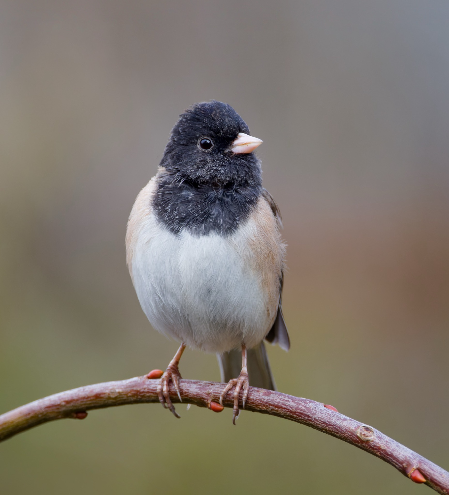 Dark-eyed Junco