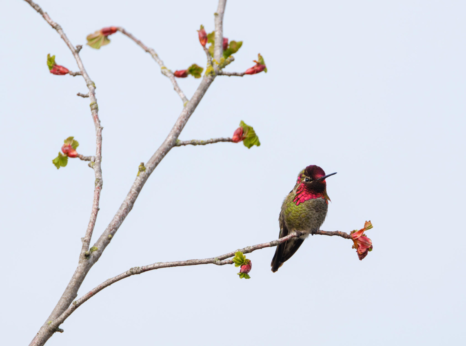 Anna's Hummingbird