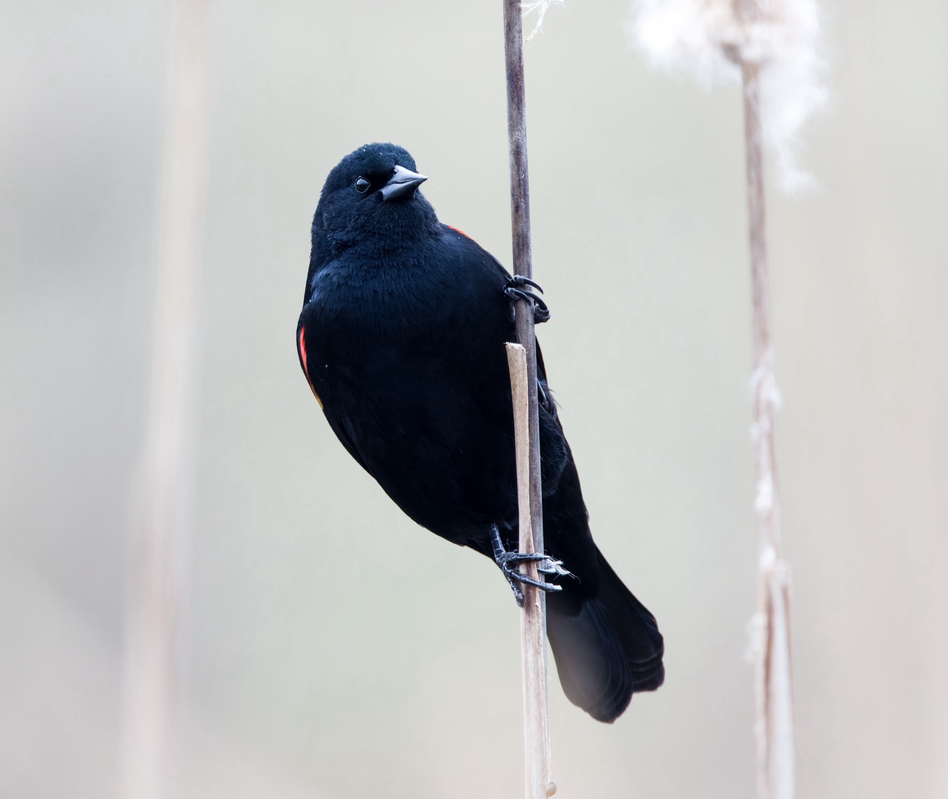 Red-winged Blackbird