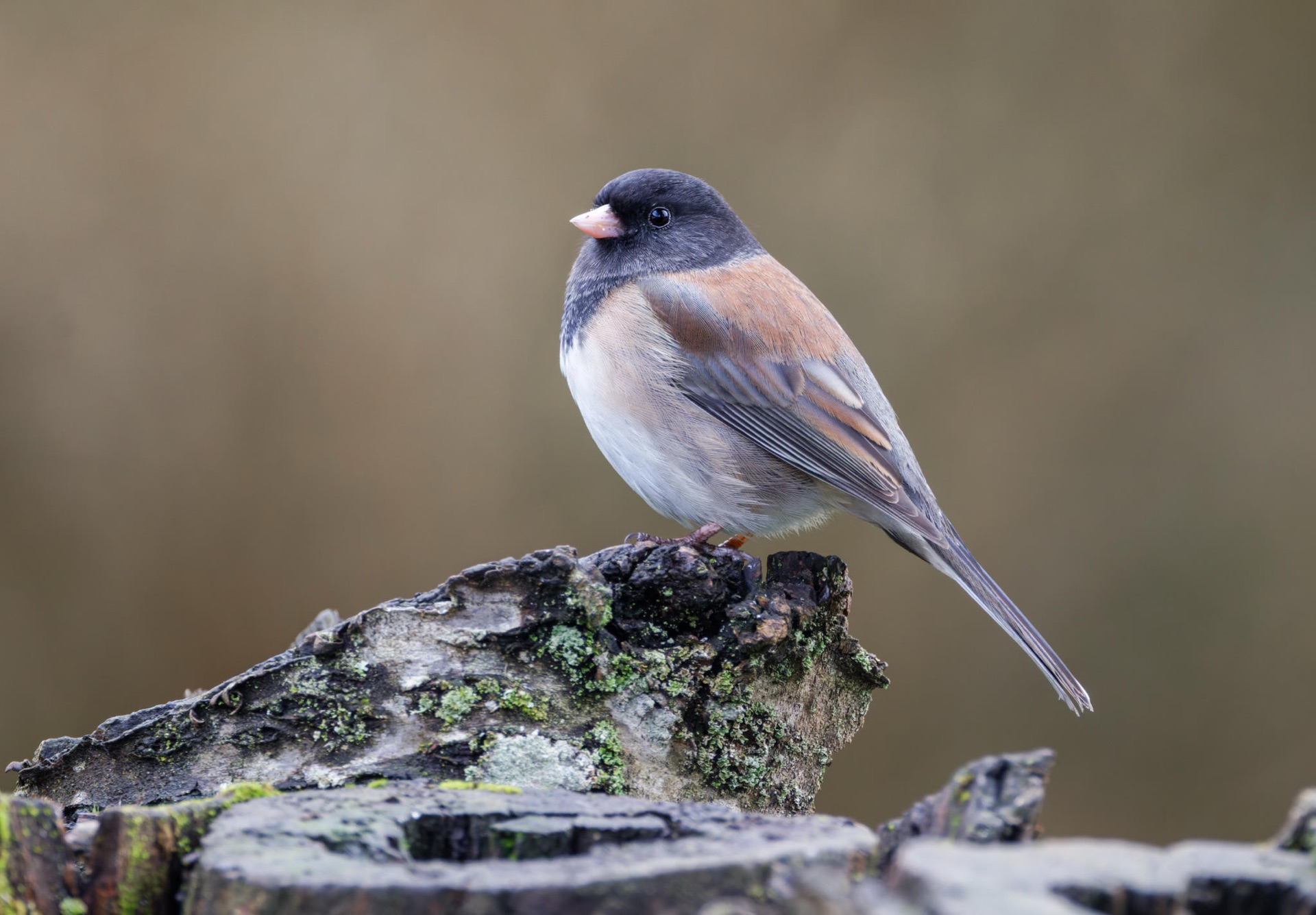 Dark-eyed Junco