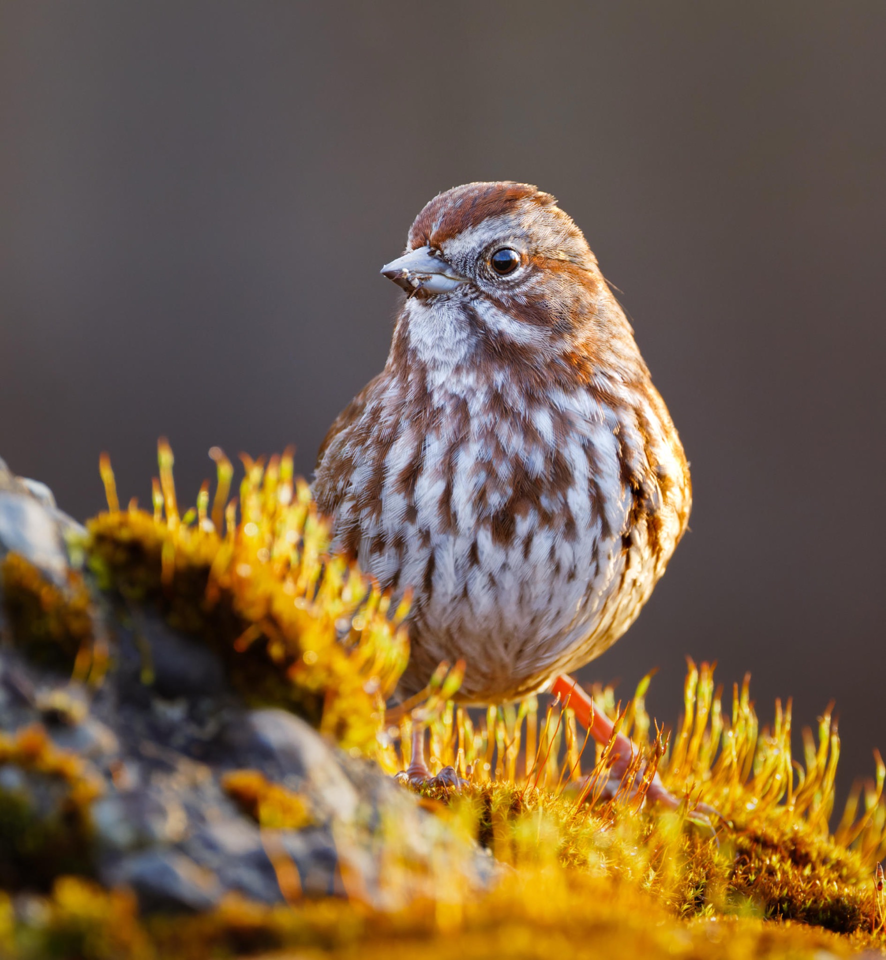 Song Sparrow