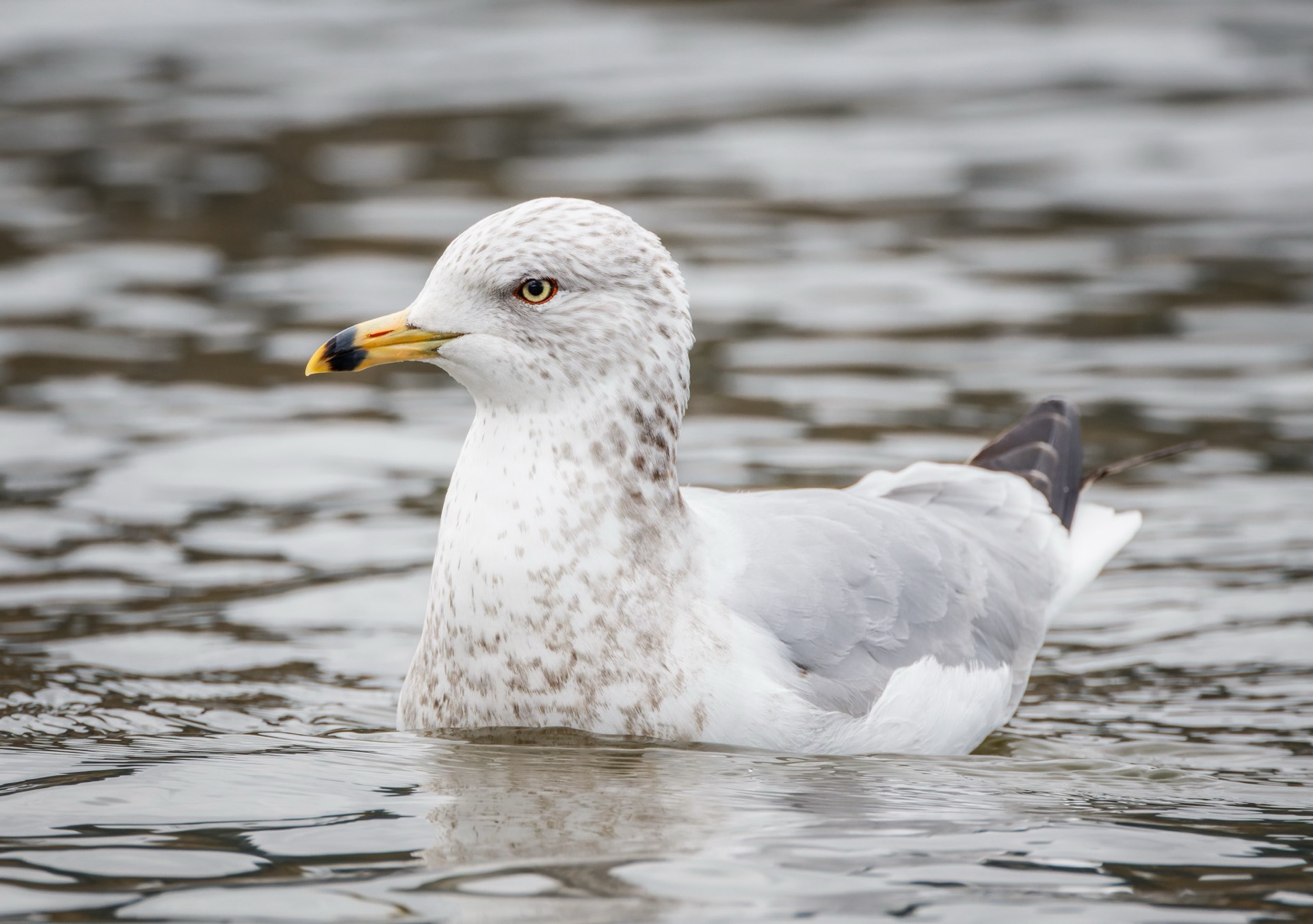 Ring-billed Gull