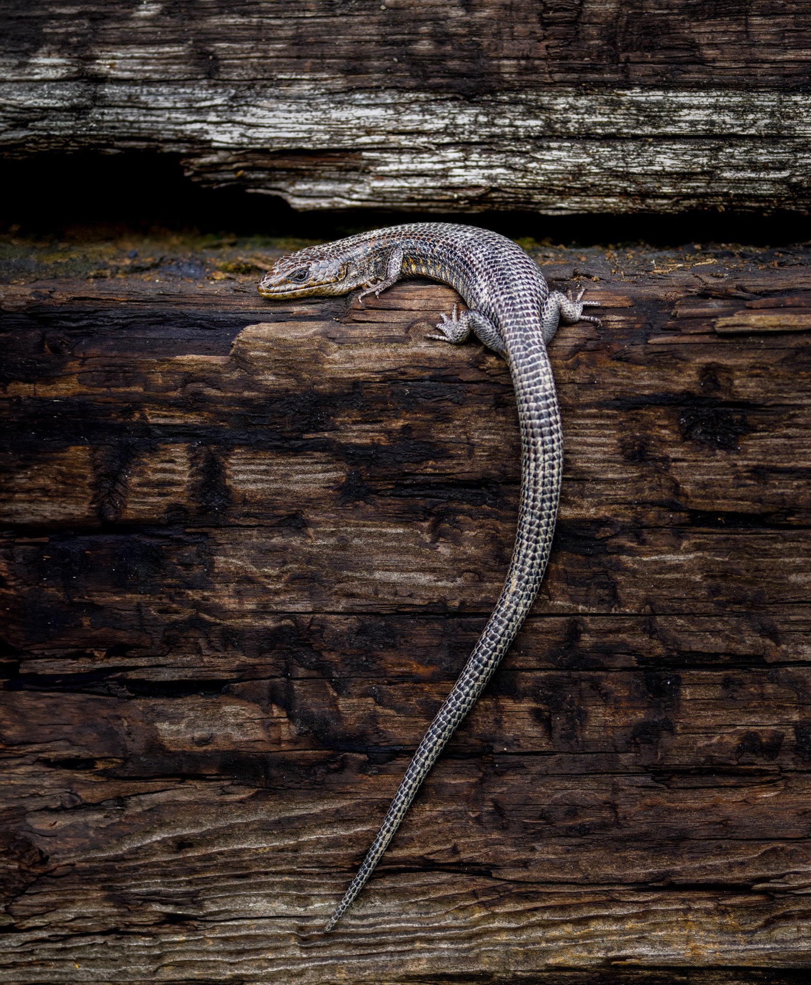 Northern Alligator Lizard
