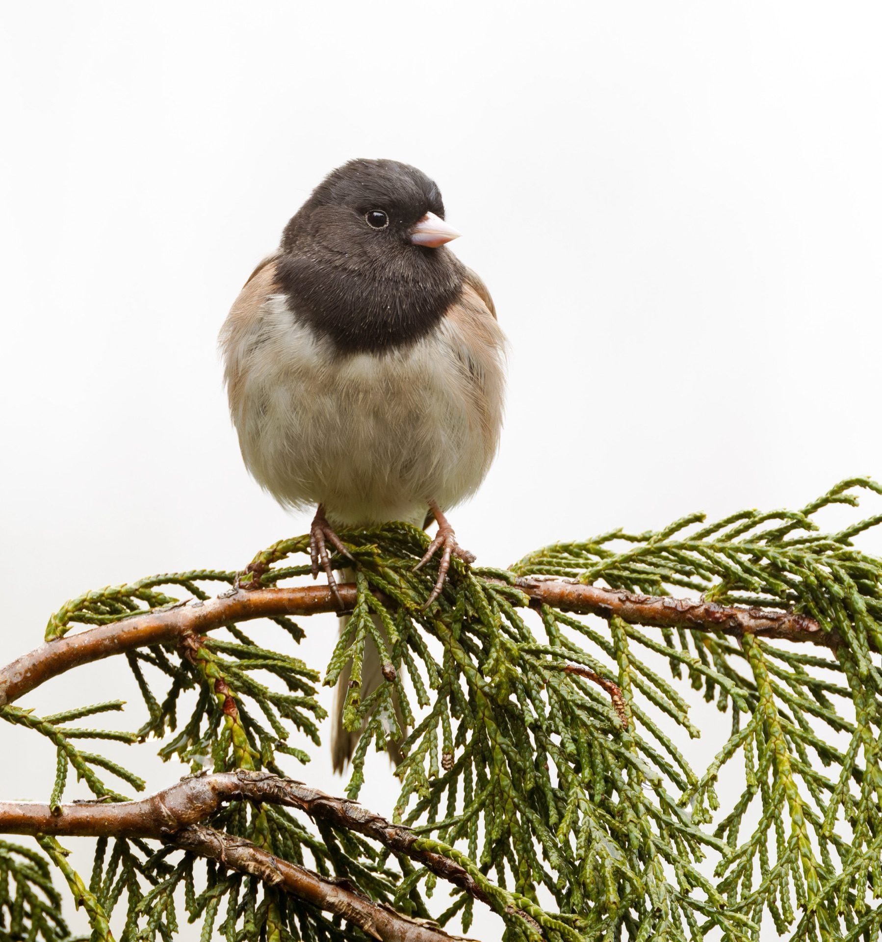 Dark-eyed Junco
