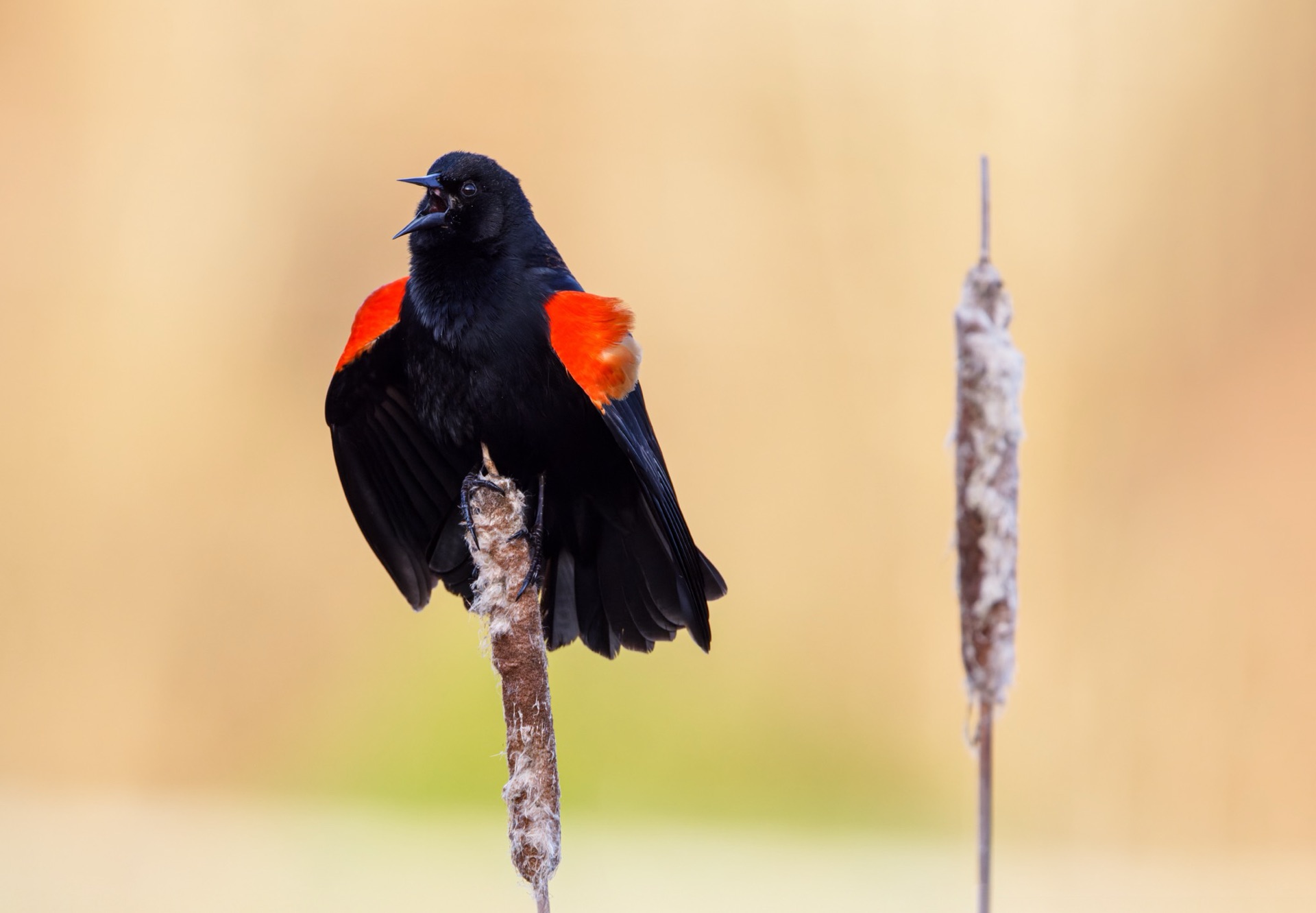 Red-winged Blackbird
