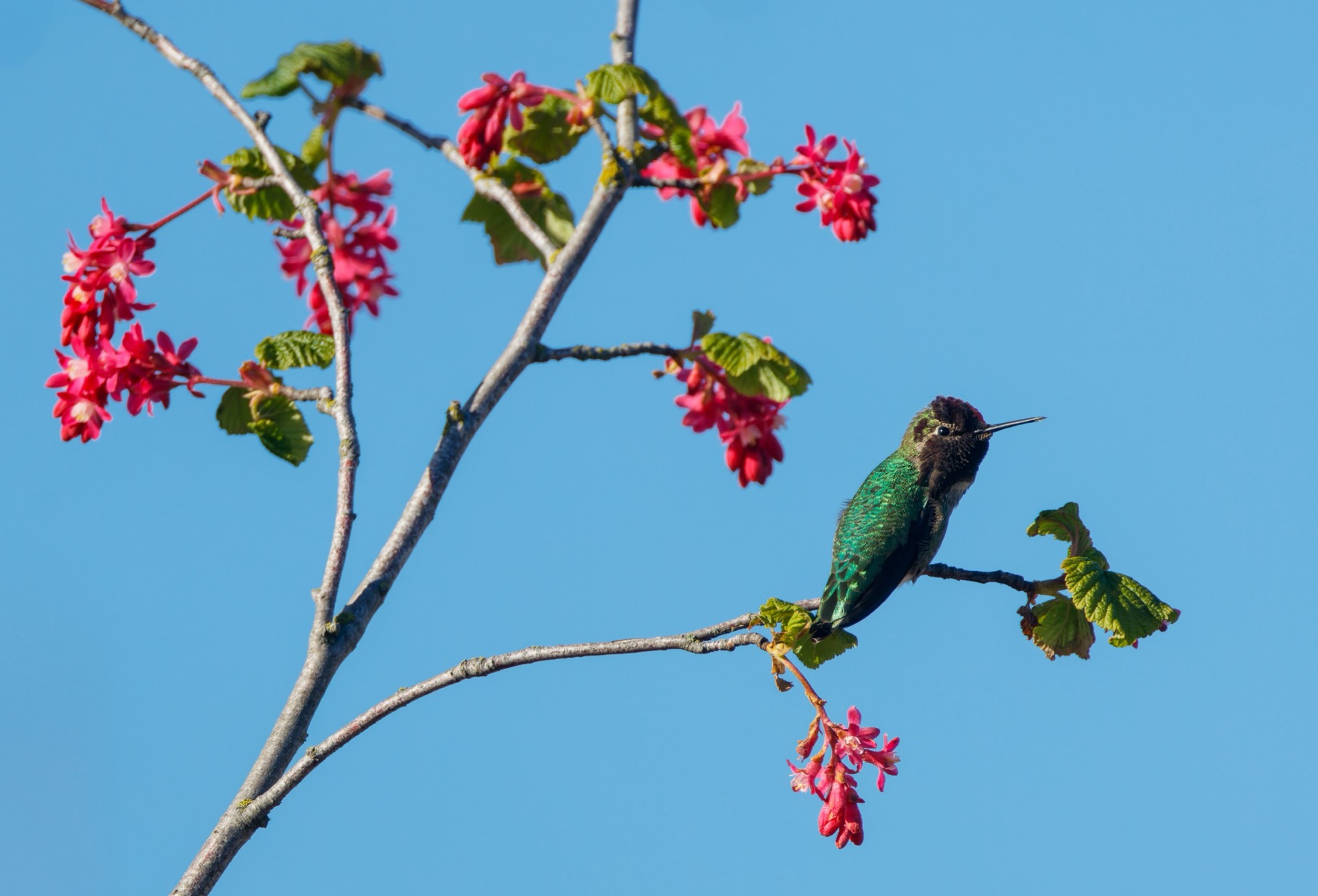 Anna's Hummingbird