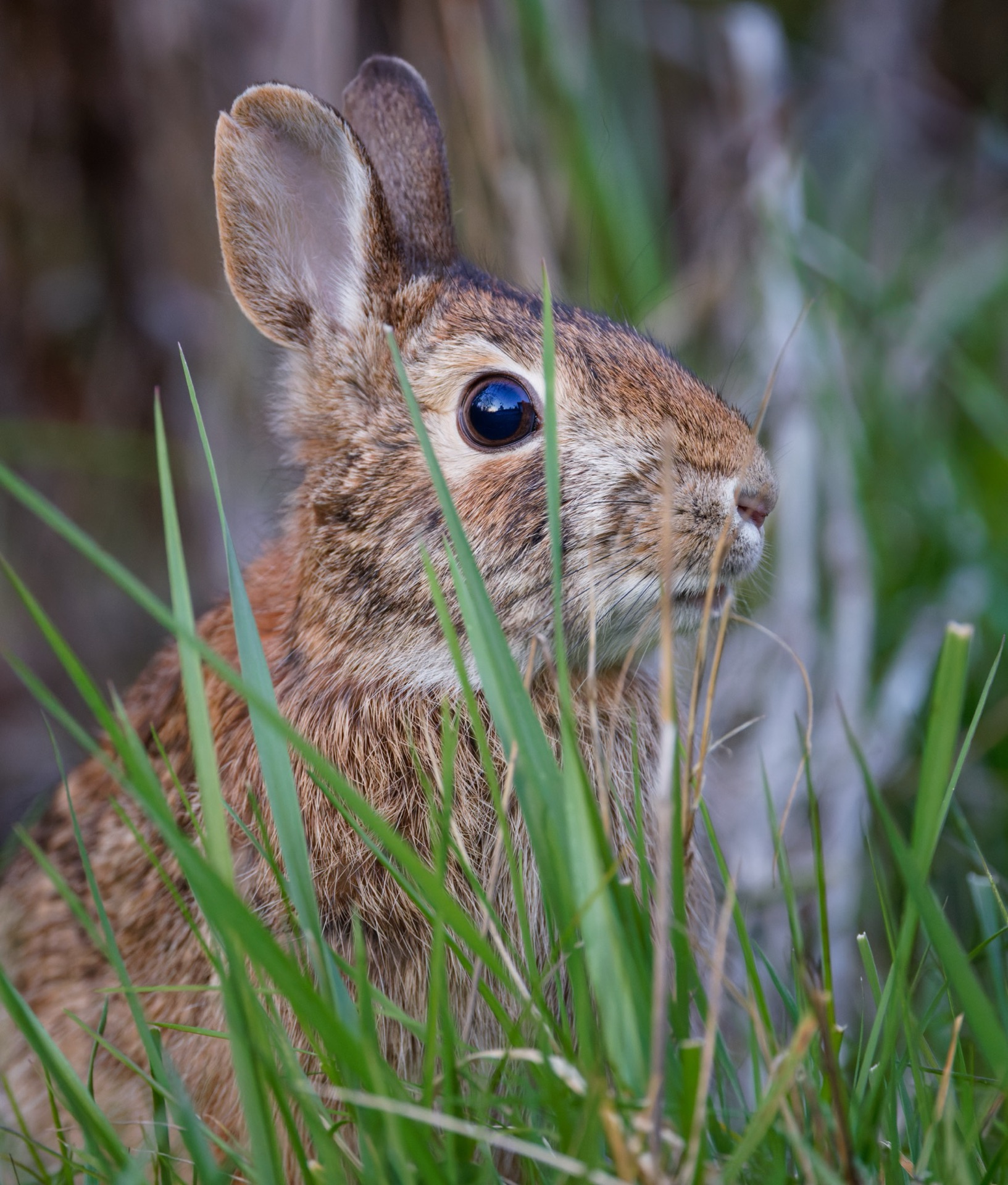 Eastern Cottontail