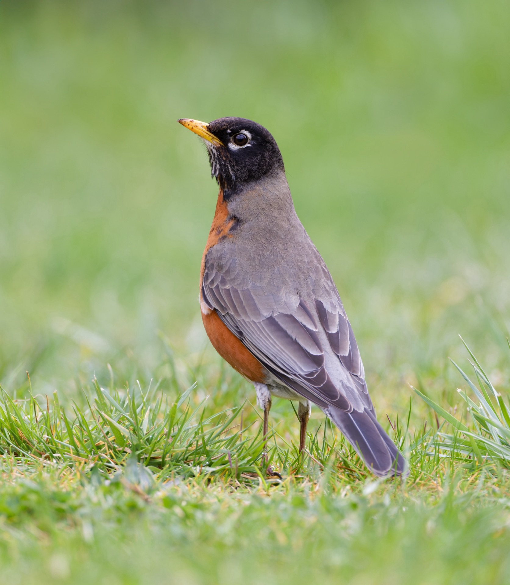 American Robin