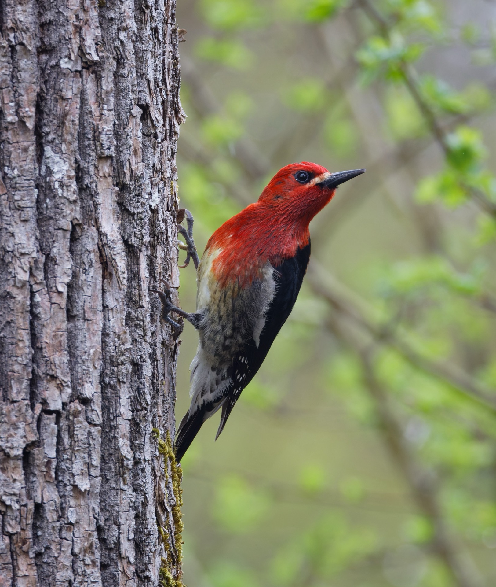 Red-breasted Sapsucker