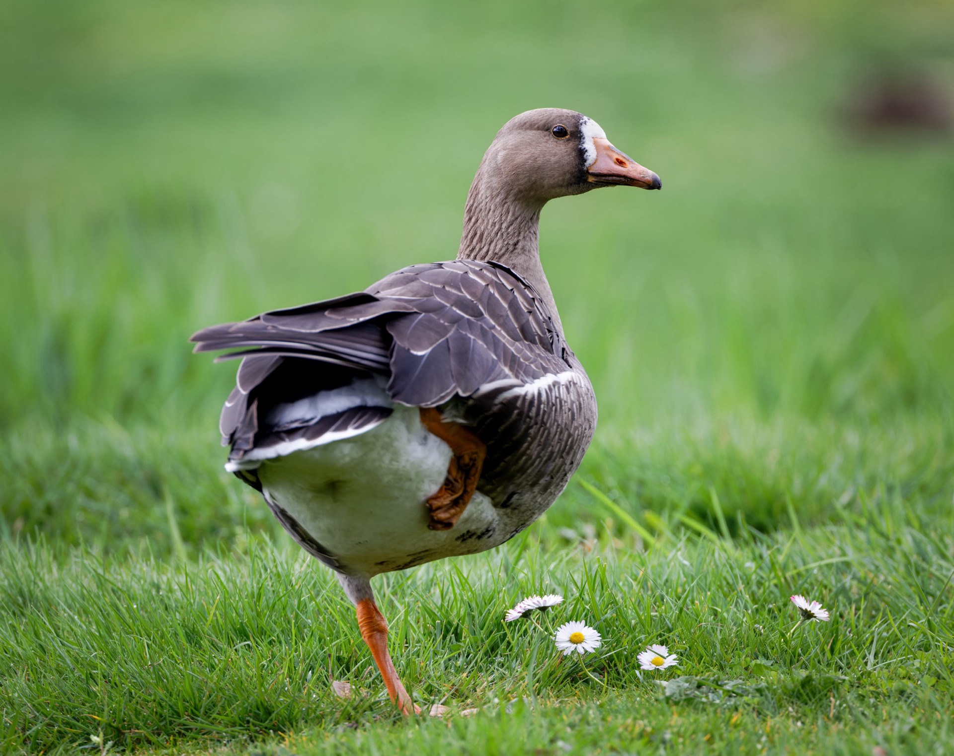 Greater White-fronted Goose