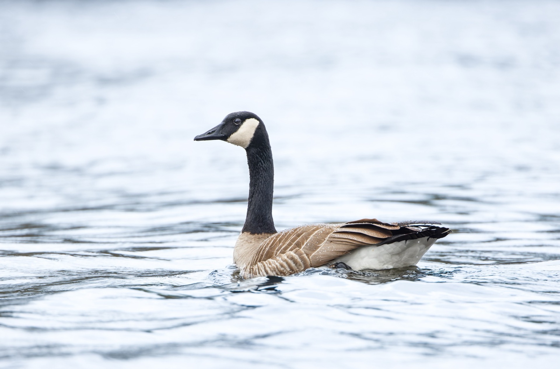 Canada Goose