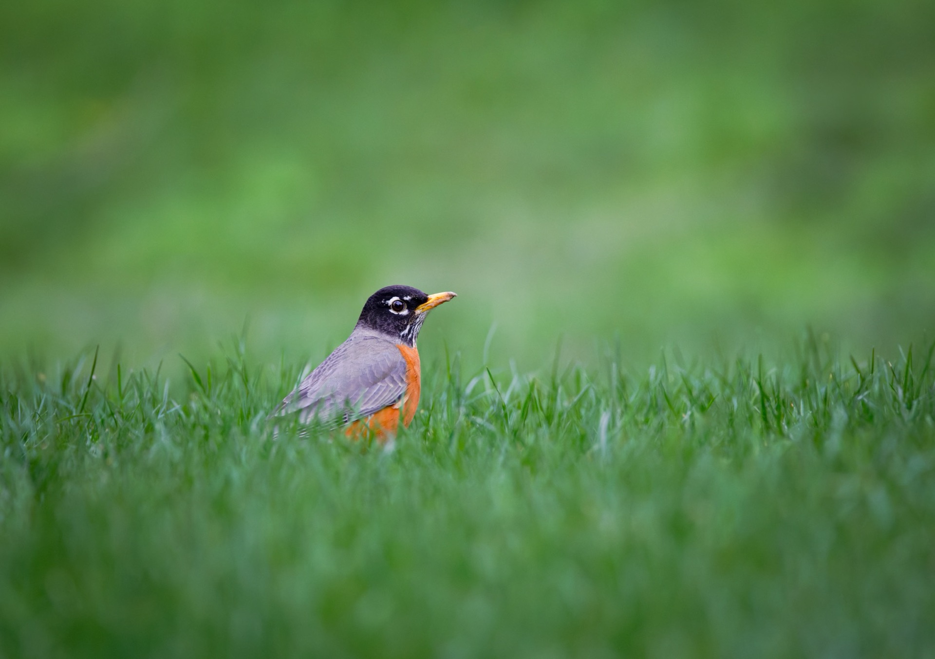 American Robin
