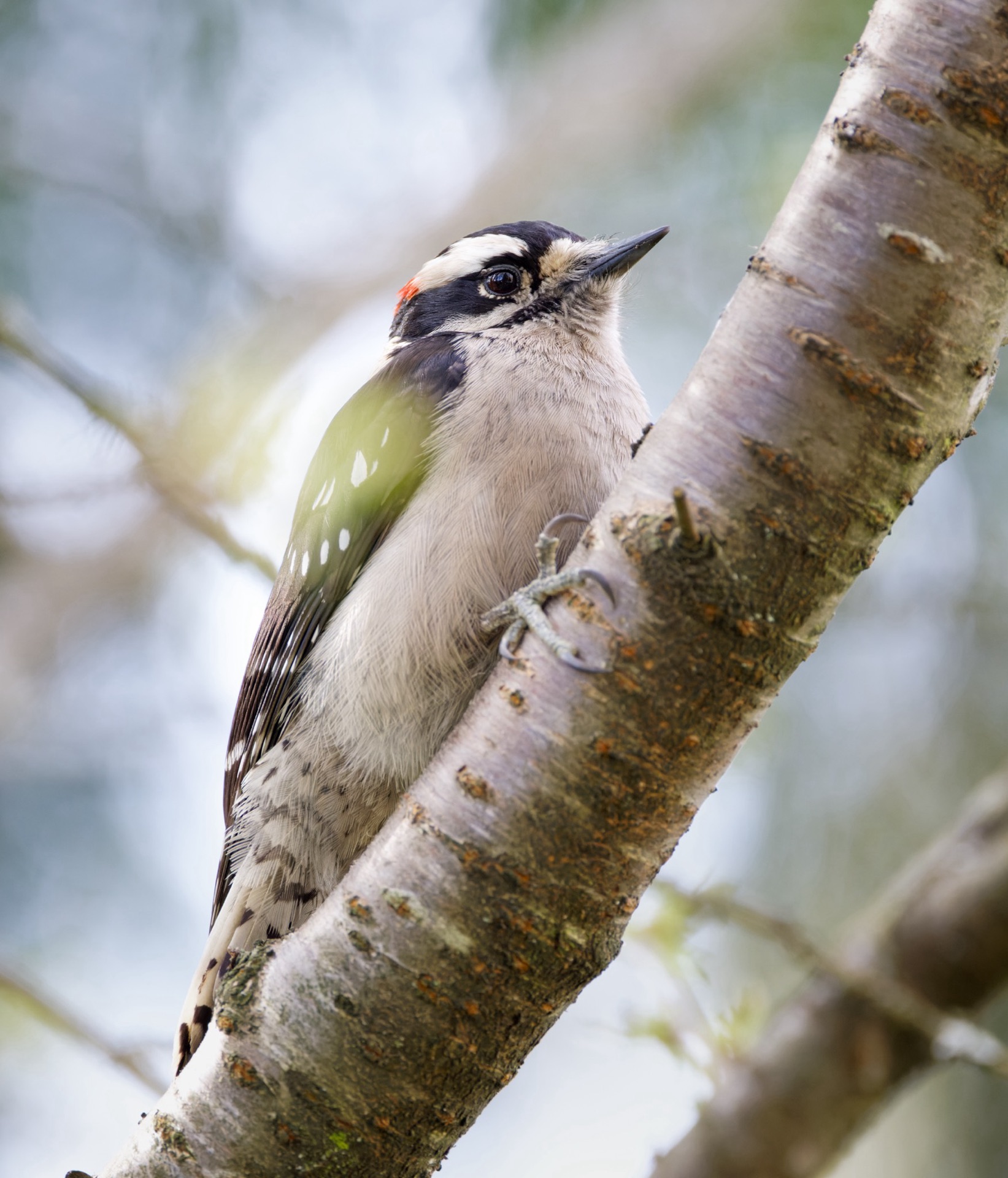 Downy Woodpecker
